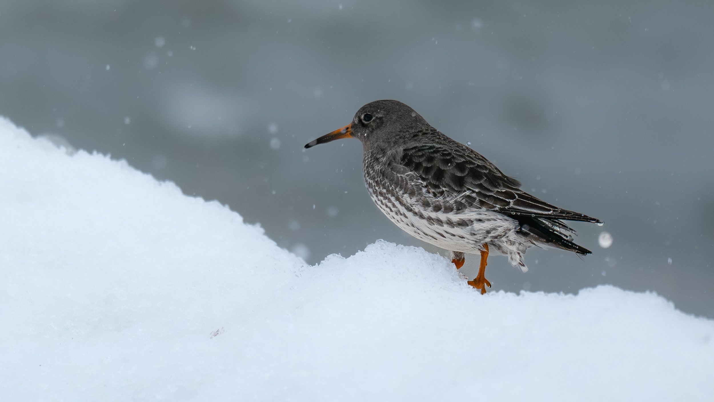 Purple Sandpiper