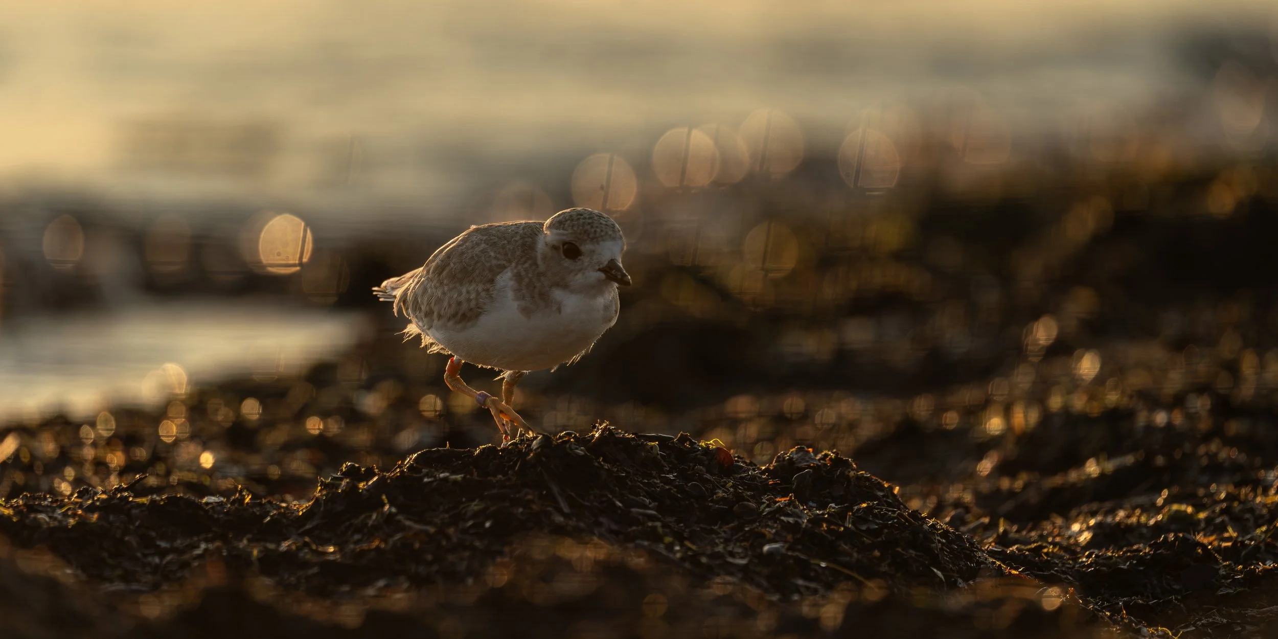 Piping Plover
