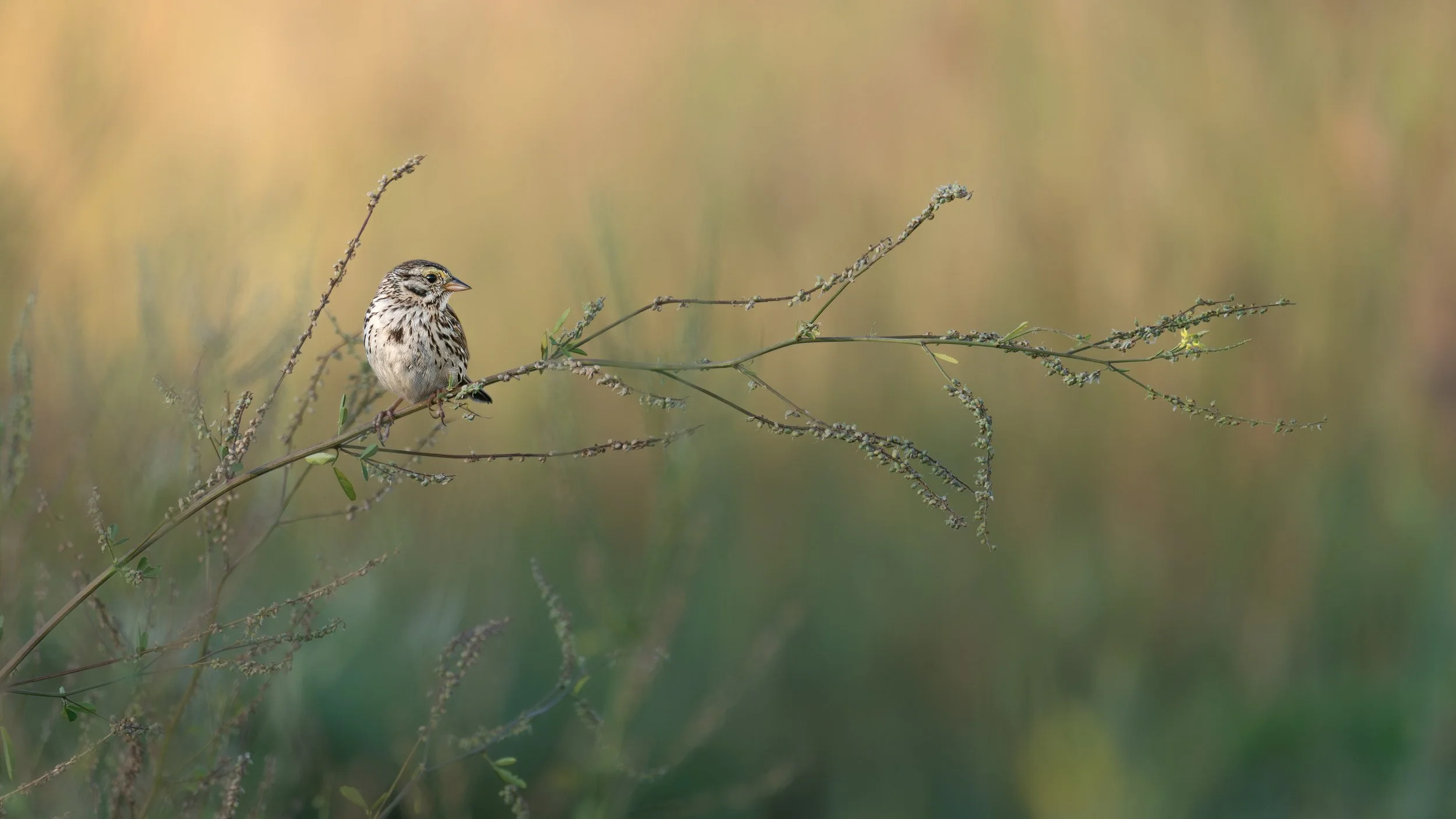 Savannah Sparrow