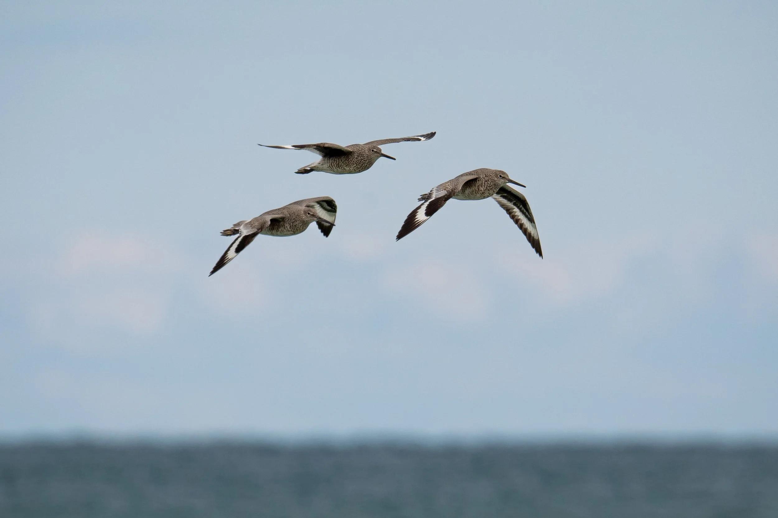 Willets