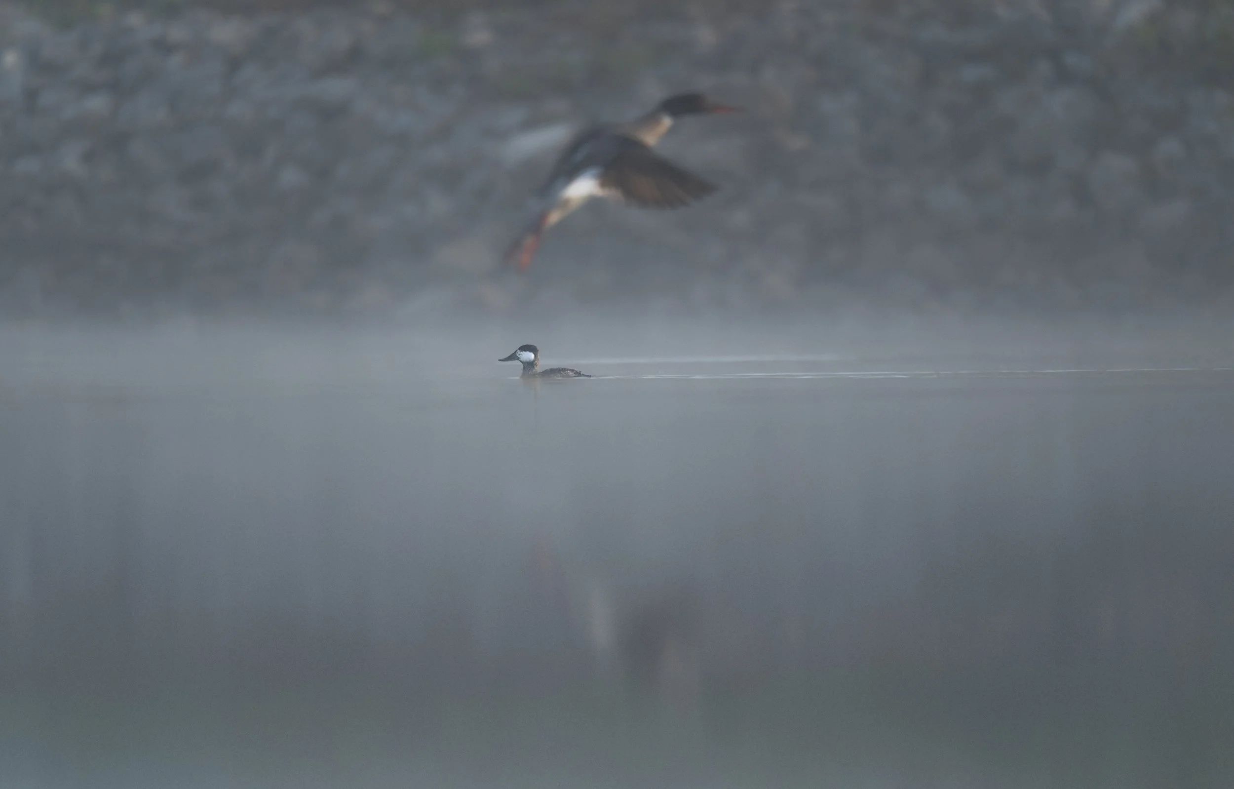 Ruddy Duck (with Red-breasted Merganser)