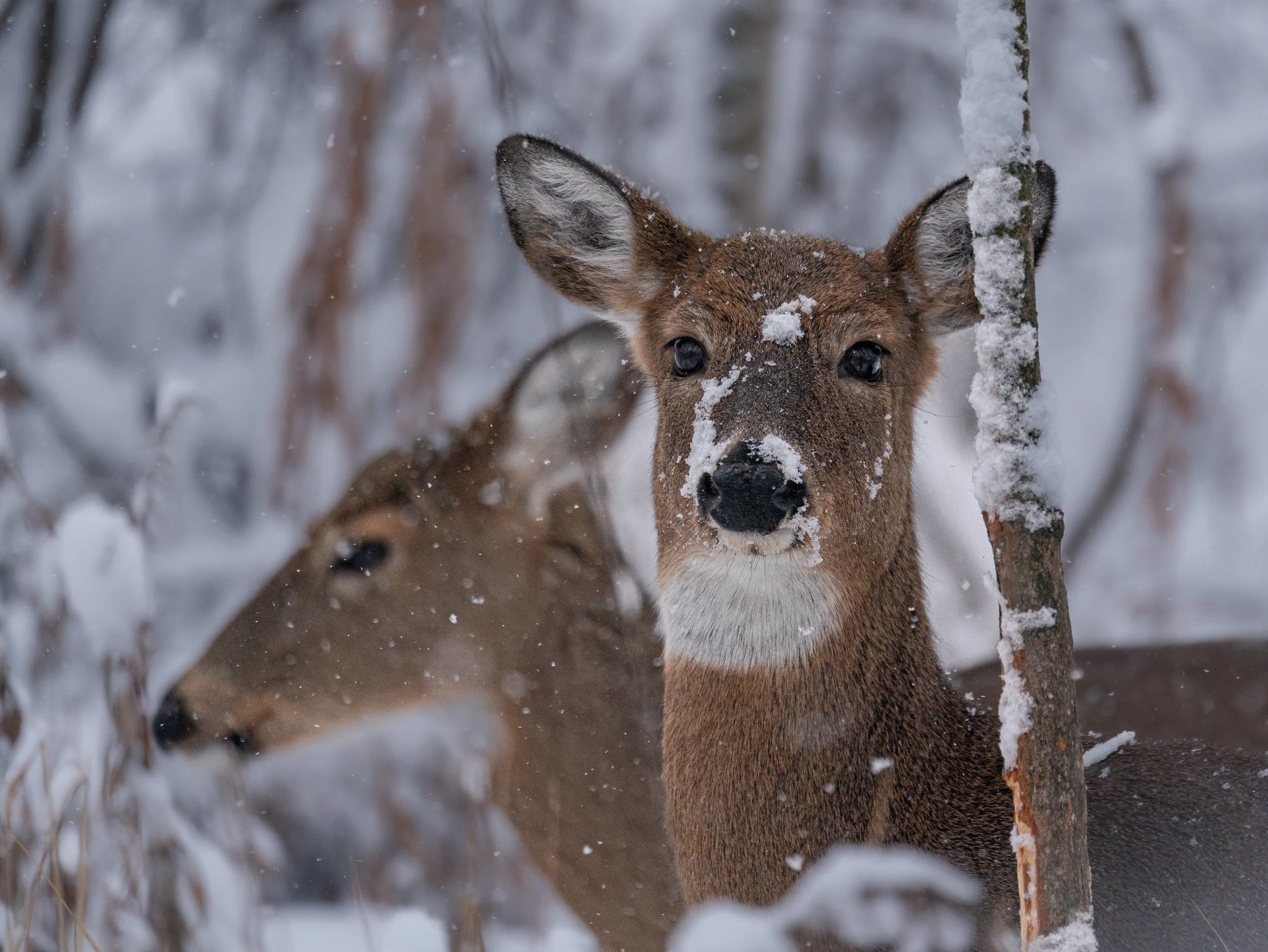 White-tailed Deer