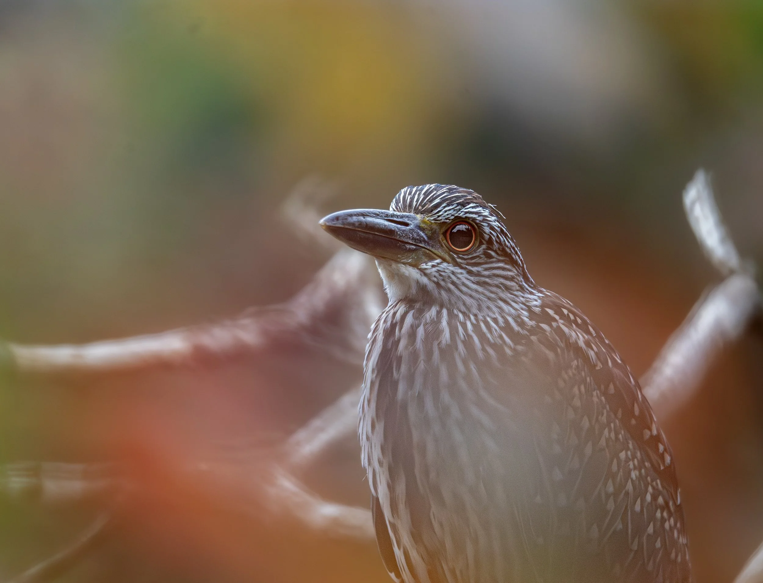 Yellow-crowned Night Heron