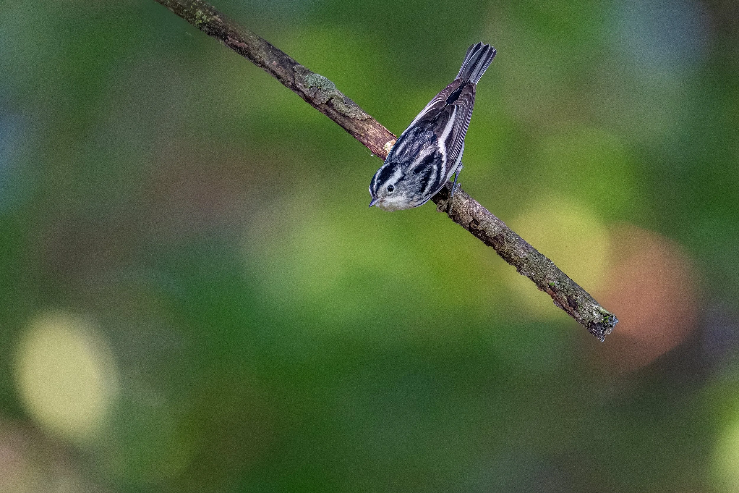 Black-and-White Warbler