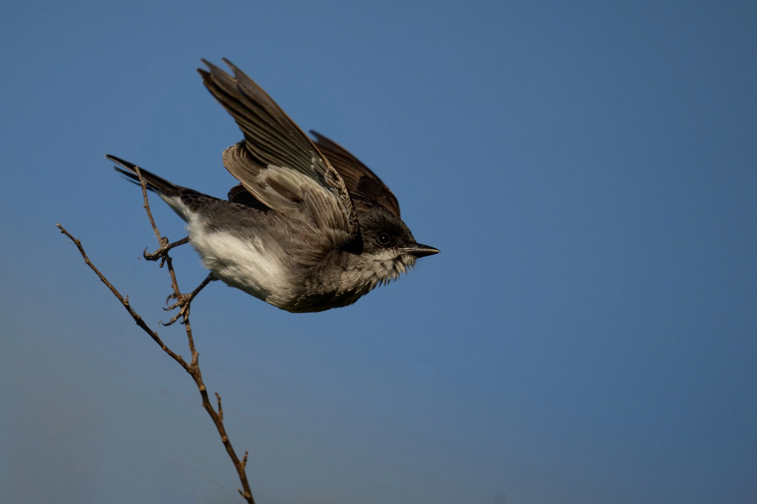 Eastern Kingbird