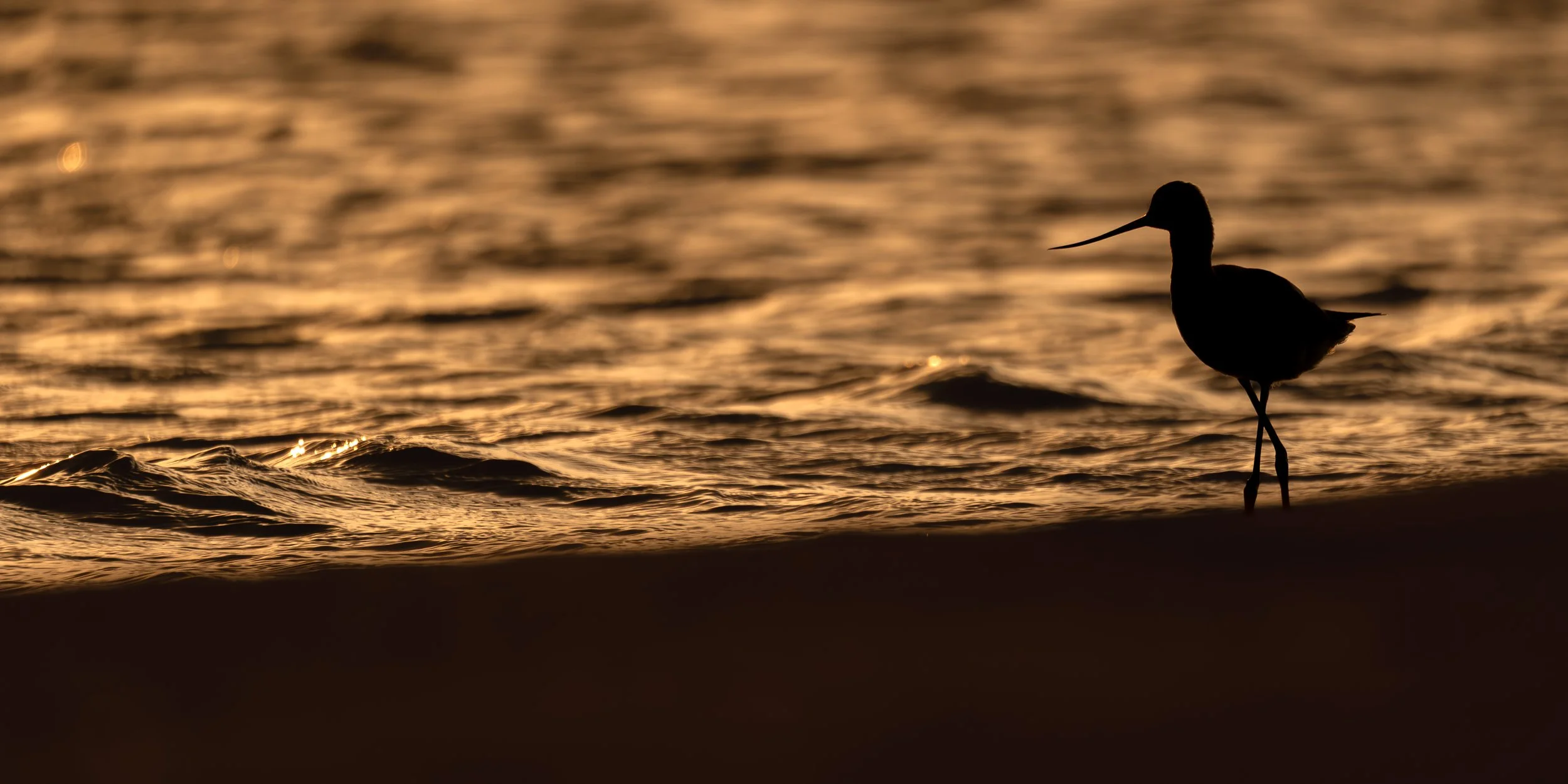 American Avocet