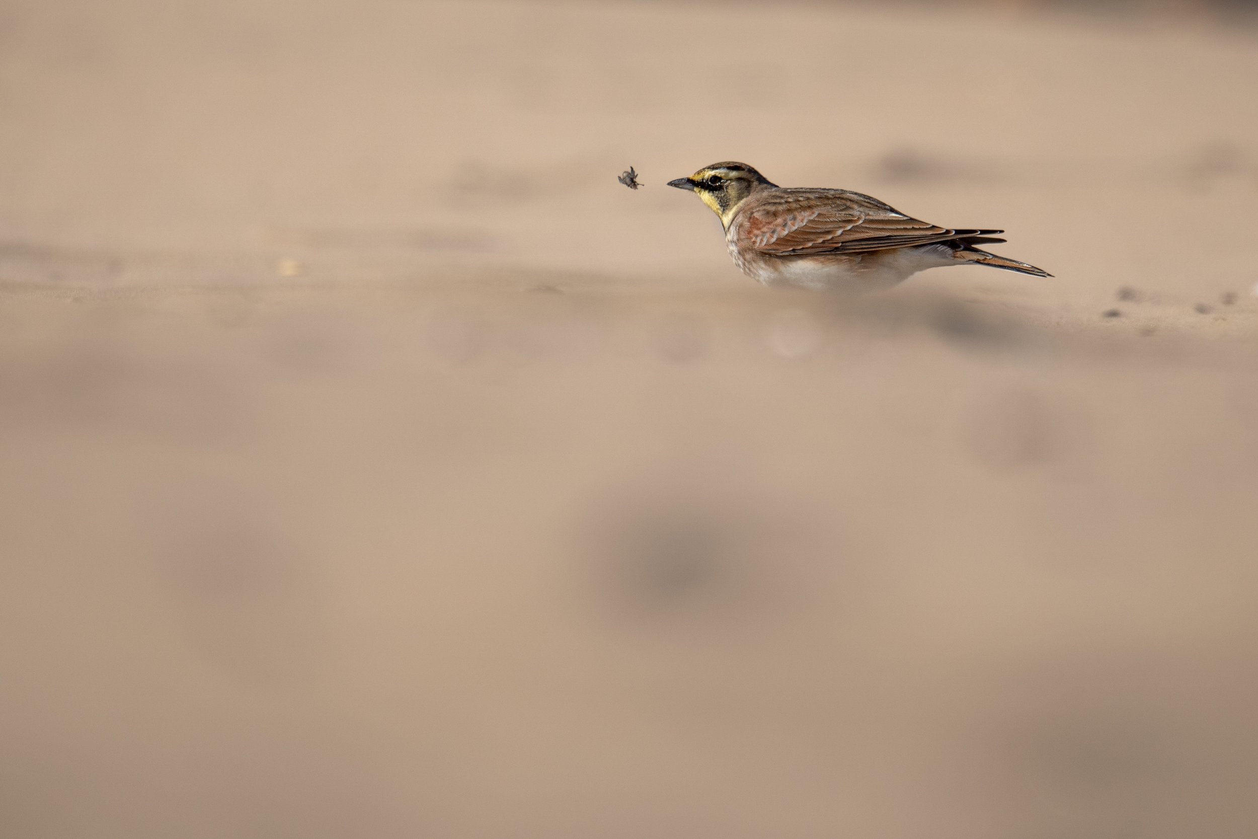 Horned Lark