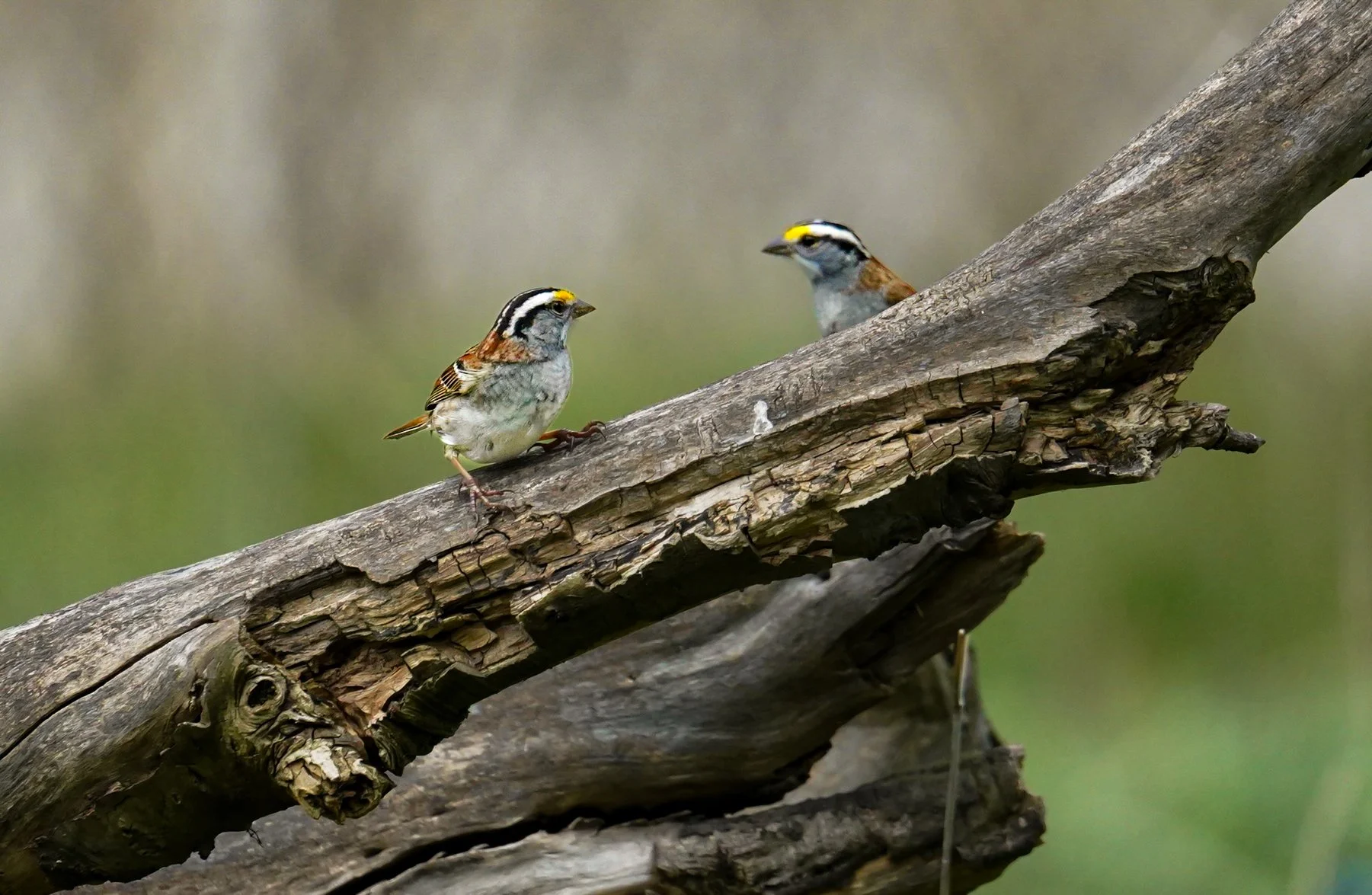 White-throated Sparrows