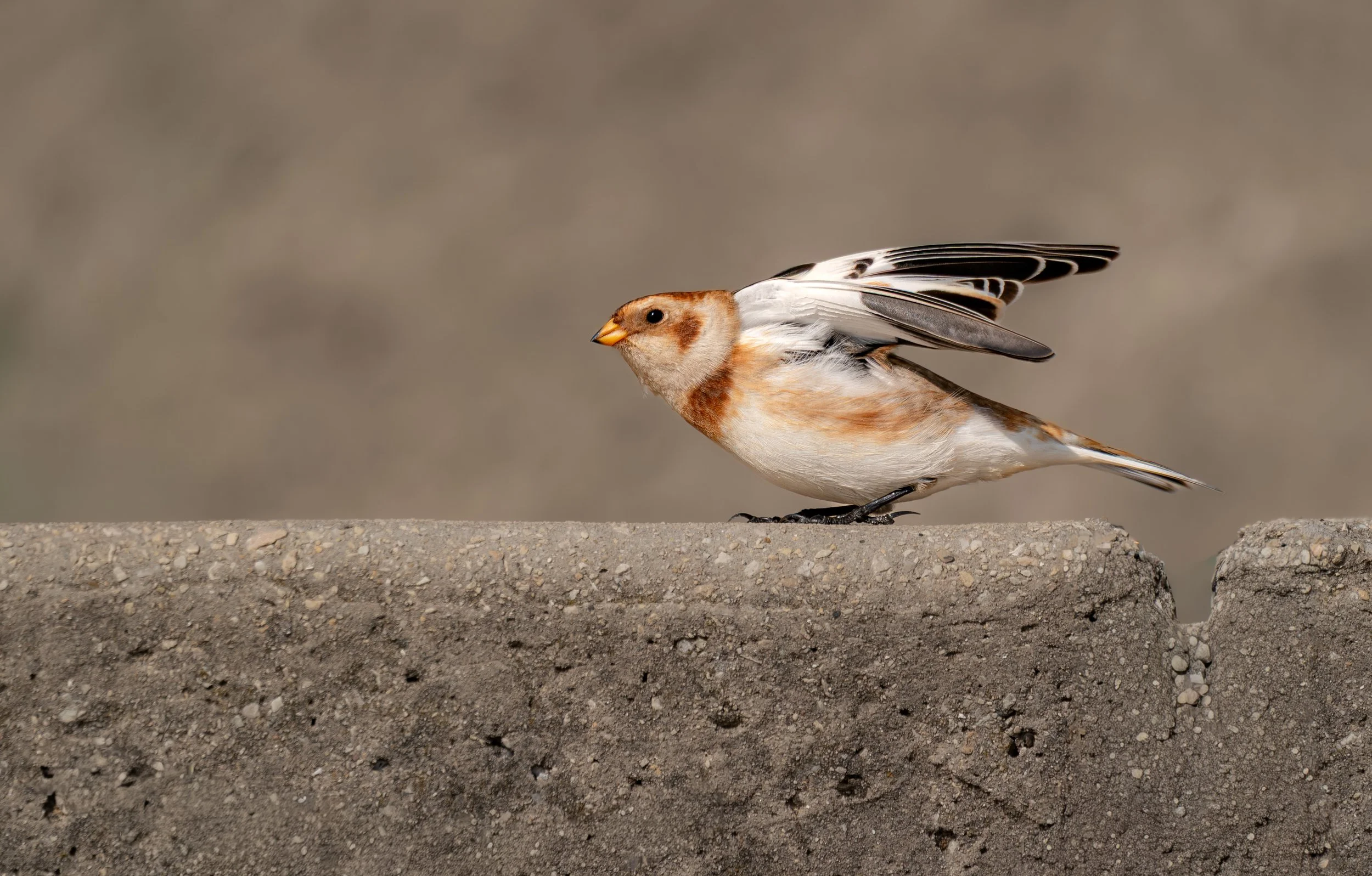Snow Bunting