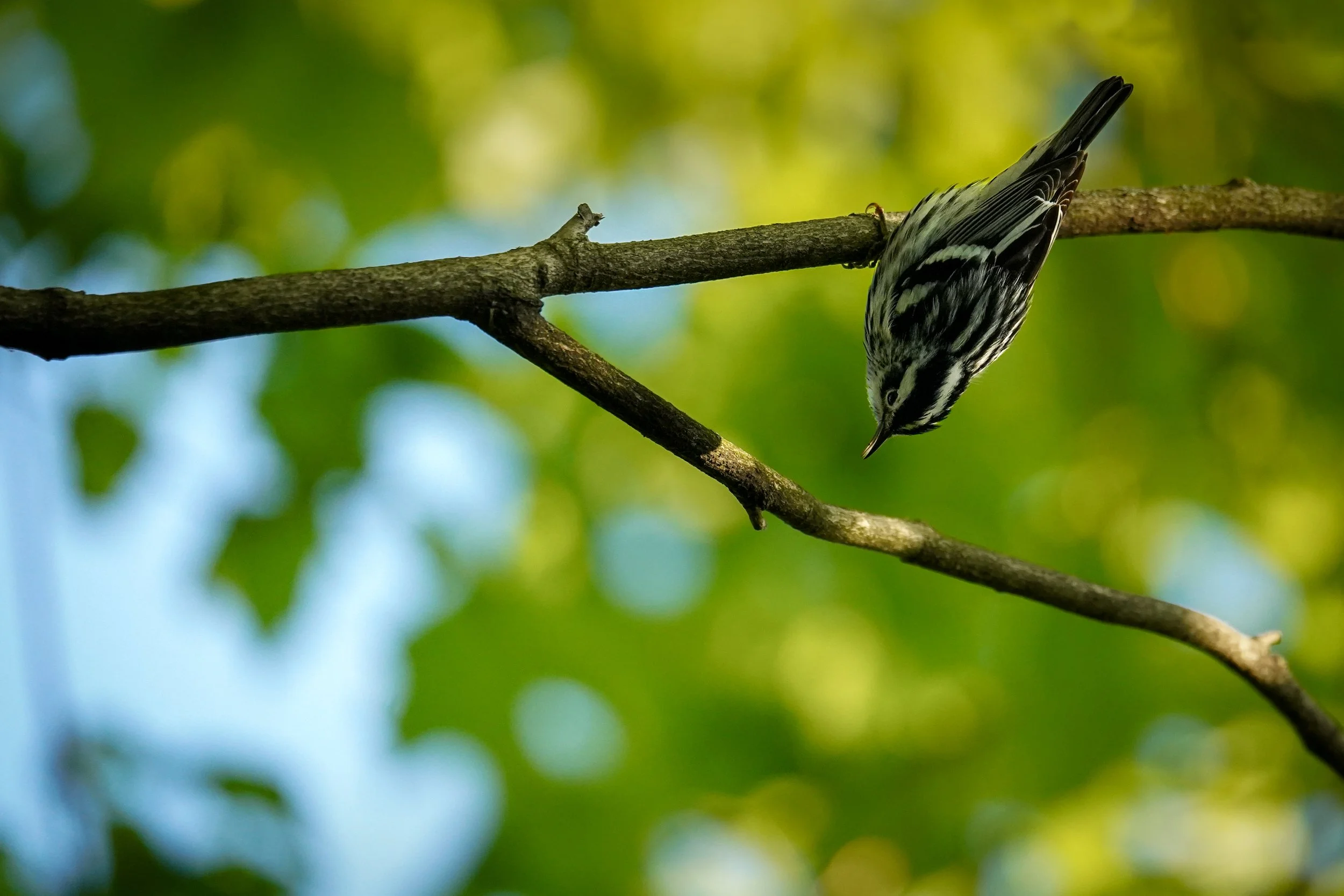 Black-and-White Warbler