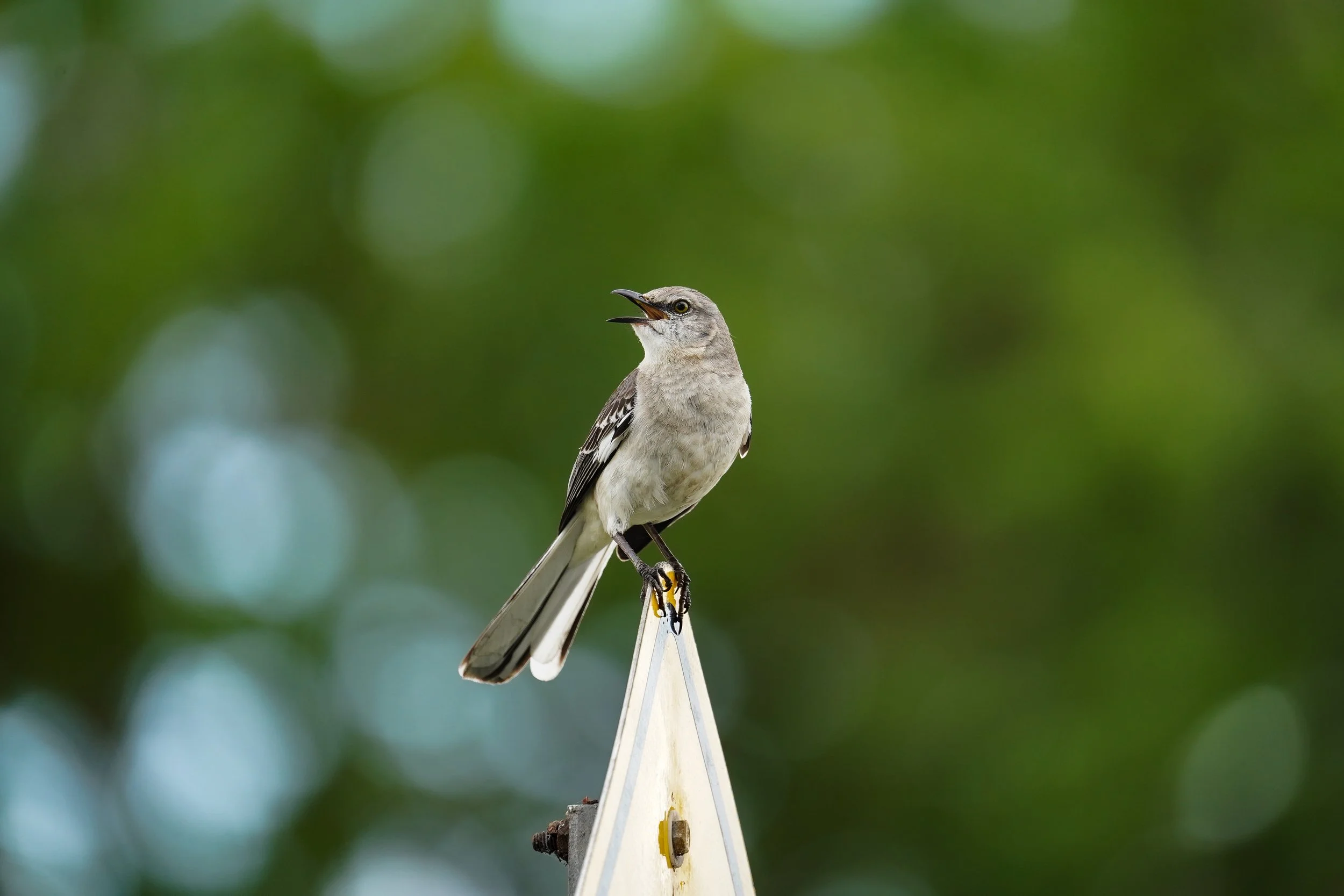 Northern Mockingbird