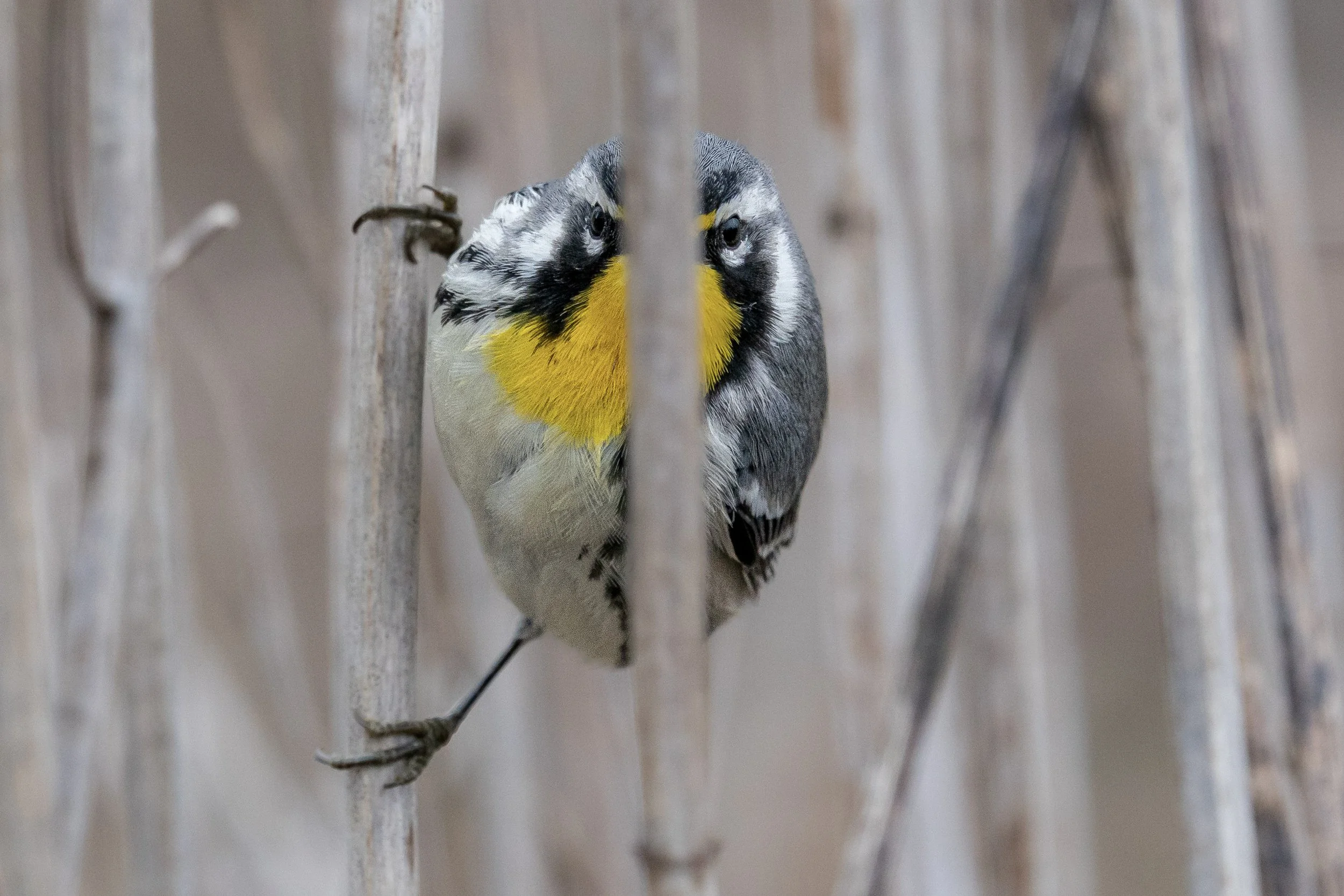 Yellow-throated Warbler