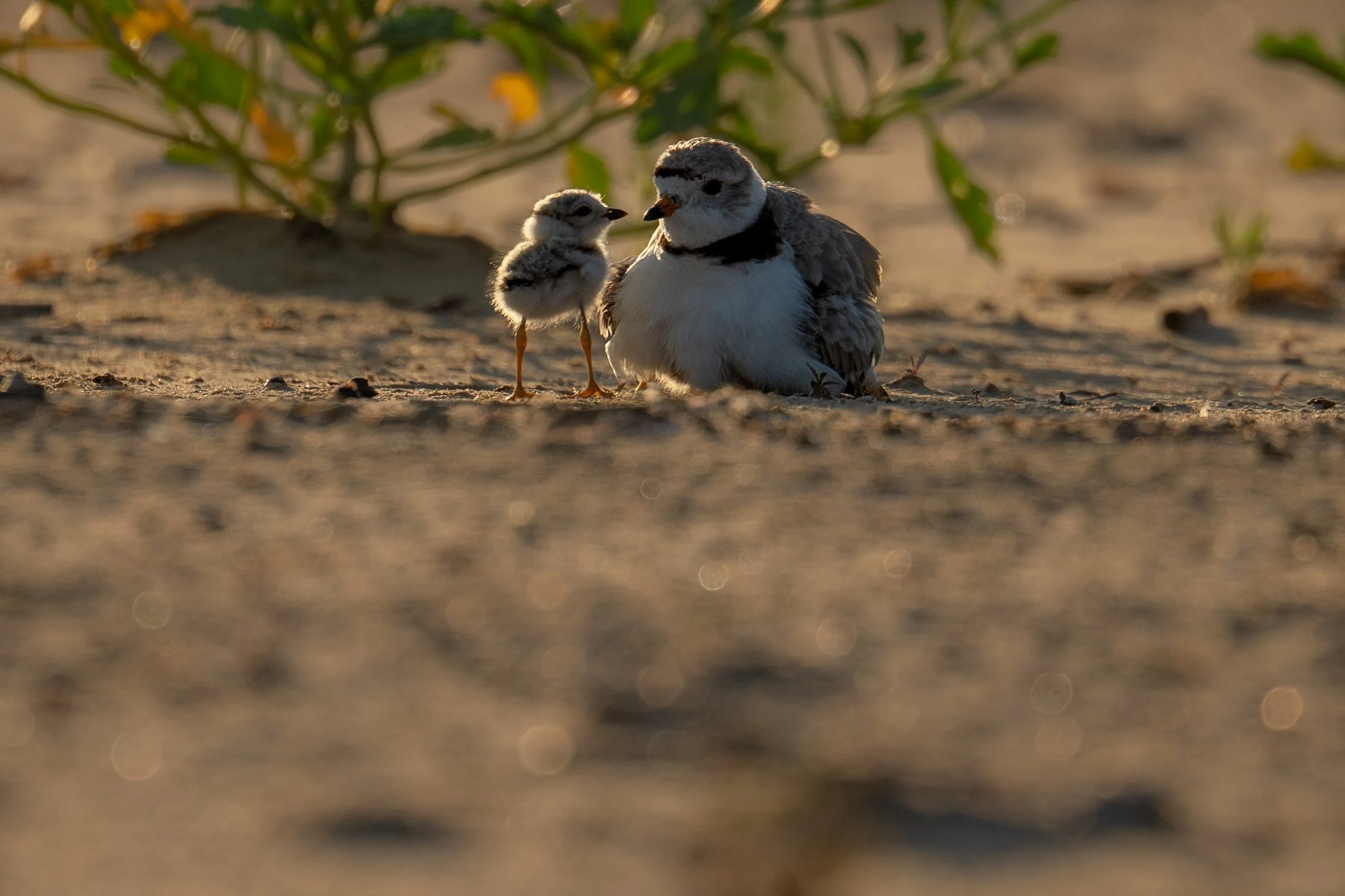 Piping Plover