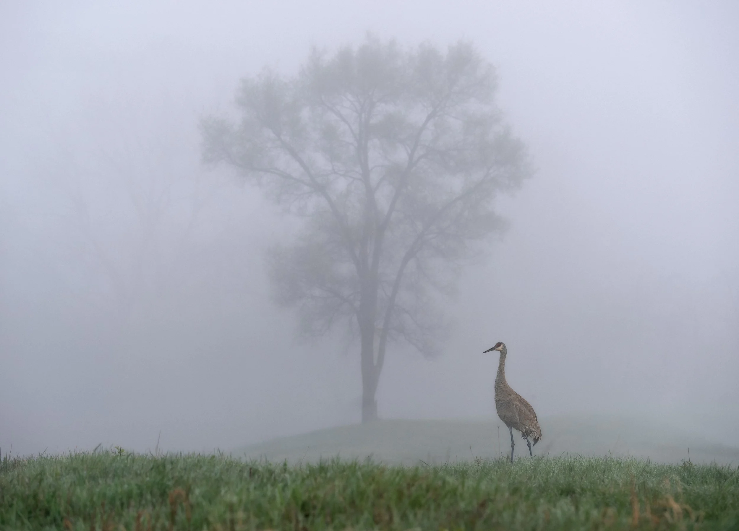 Sandhill Crane