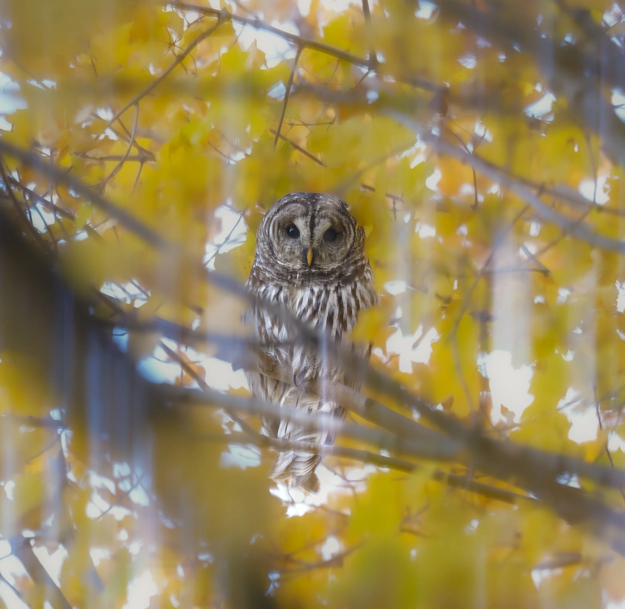 Barred Owl