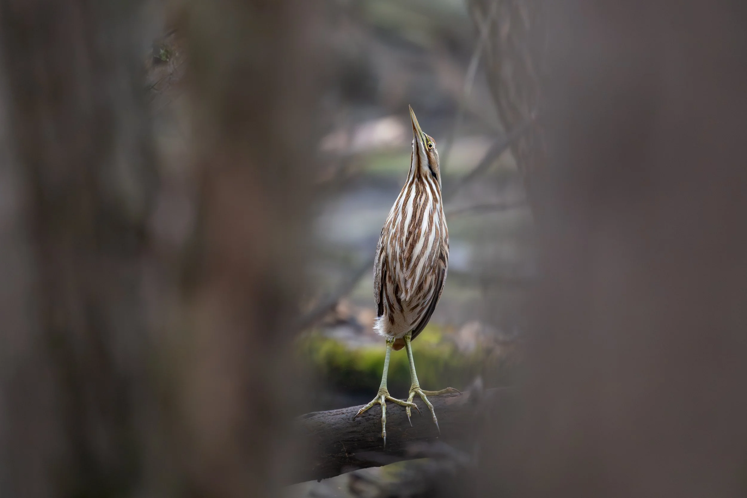 American Bittern