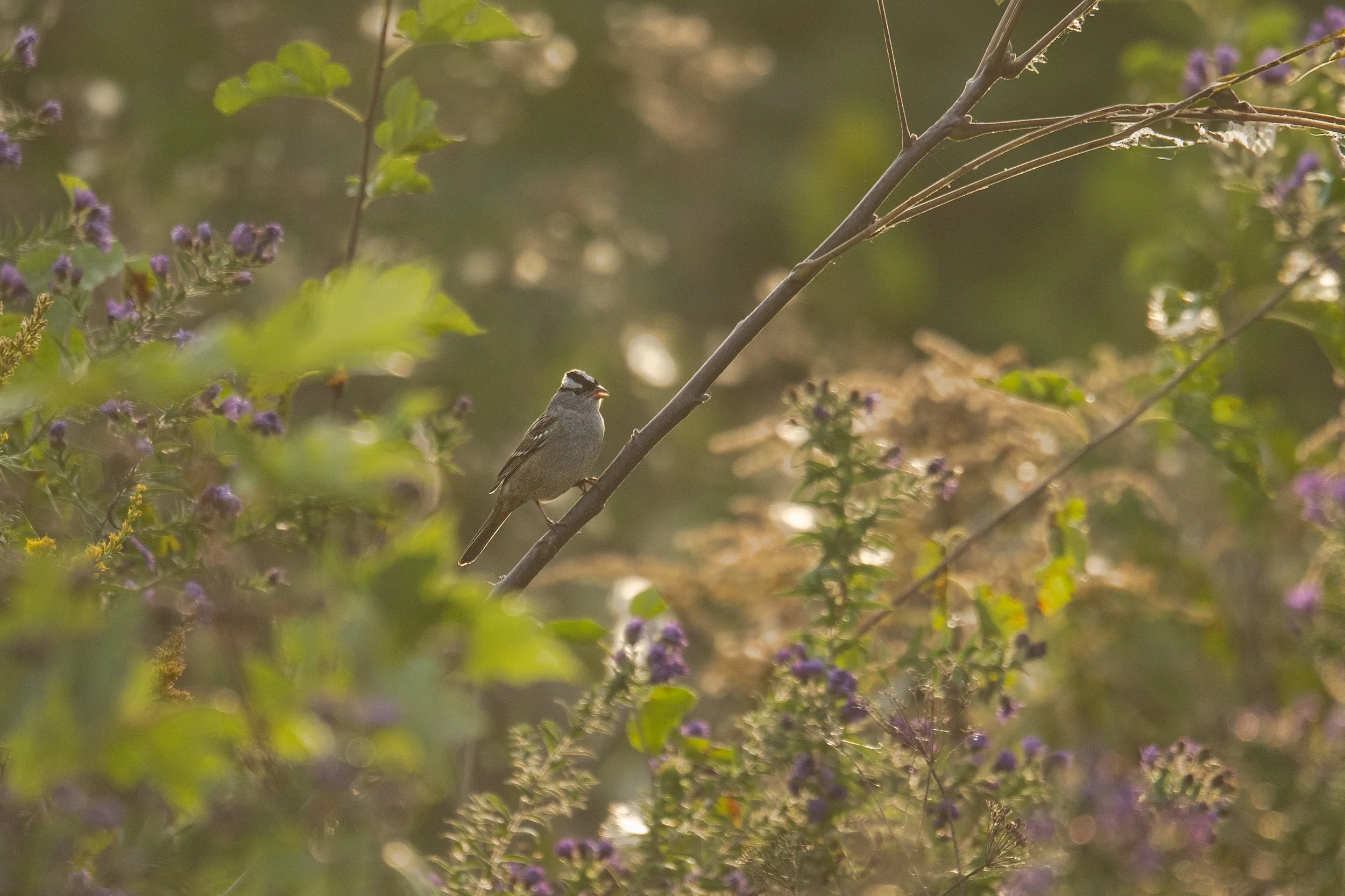 White-throated Sparrow
