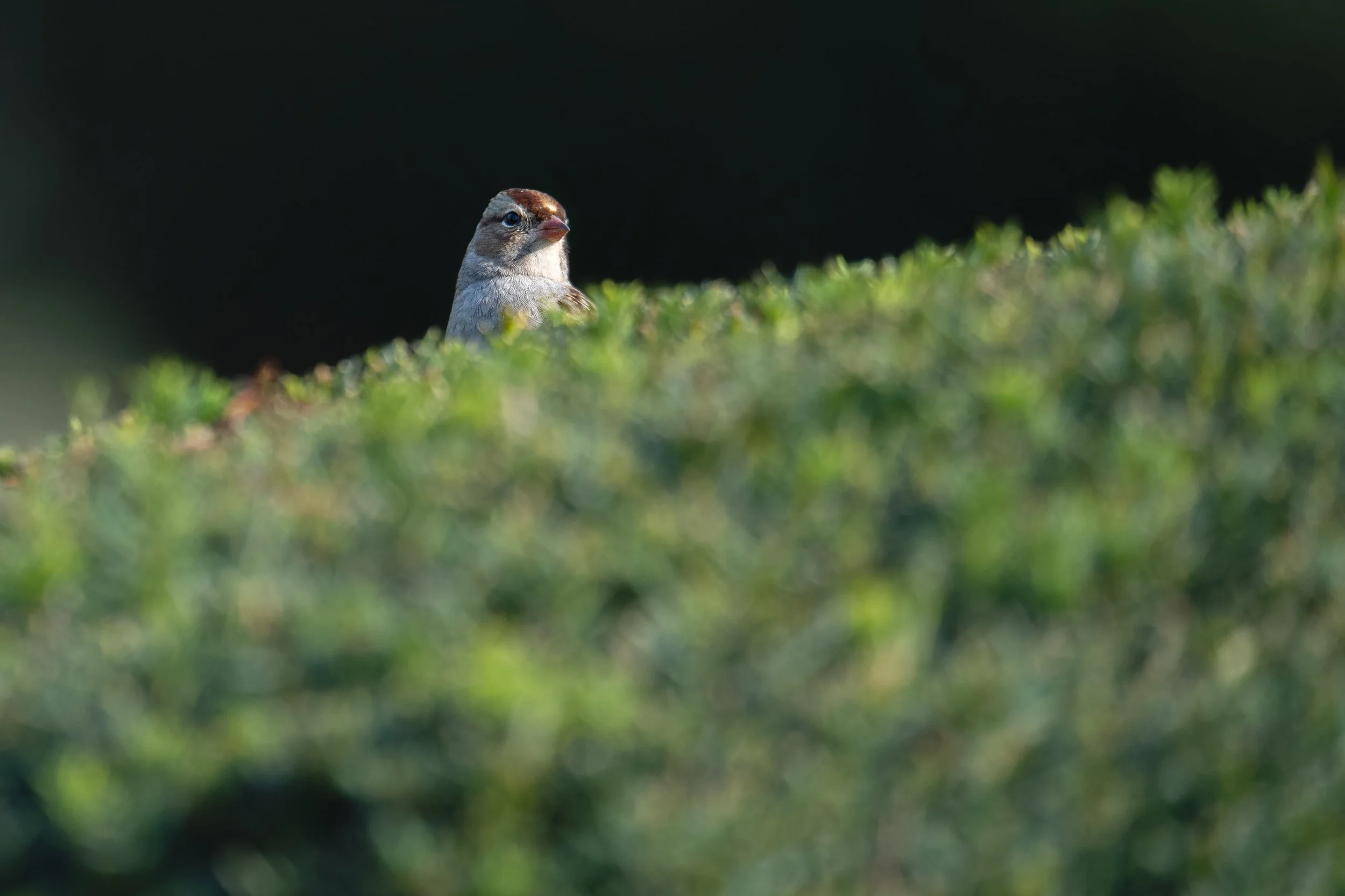White-crowned Sparrow