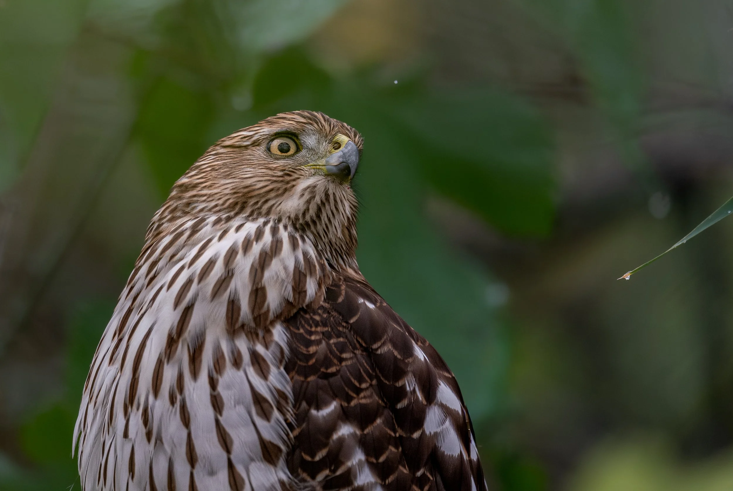 Cooper's Hawk