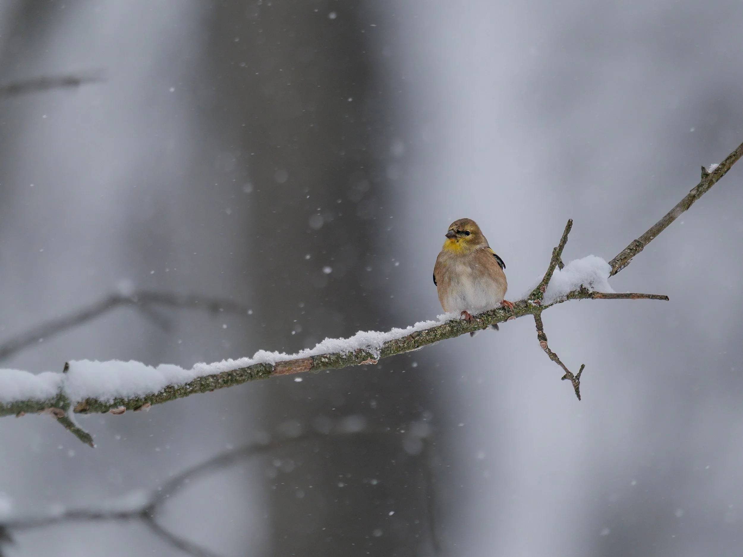 American Goldfinch