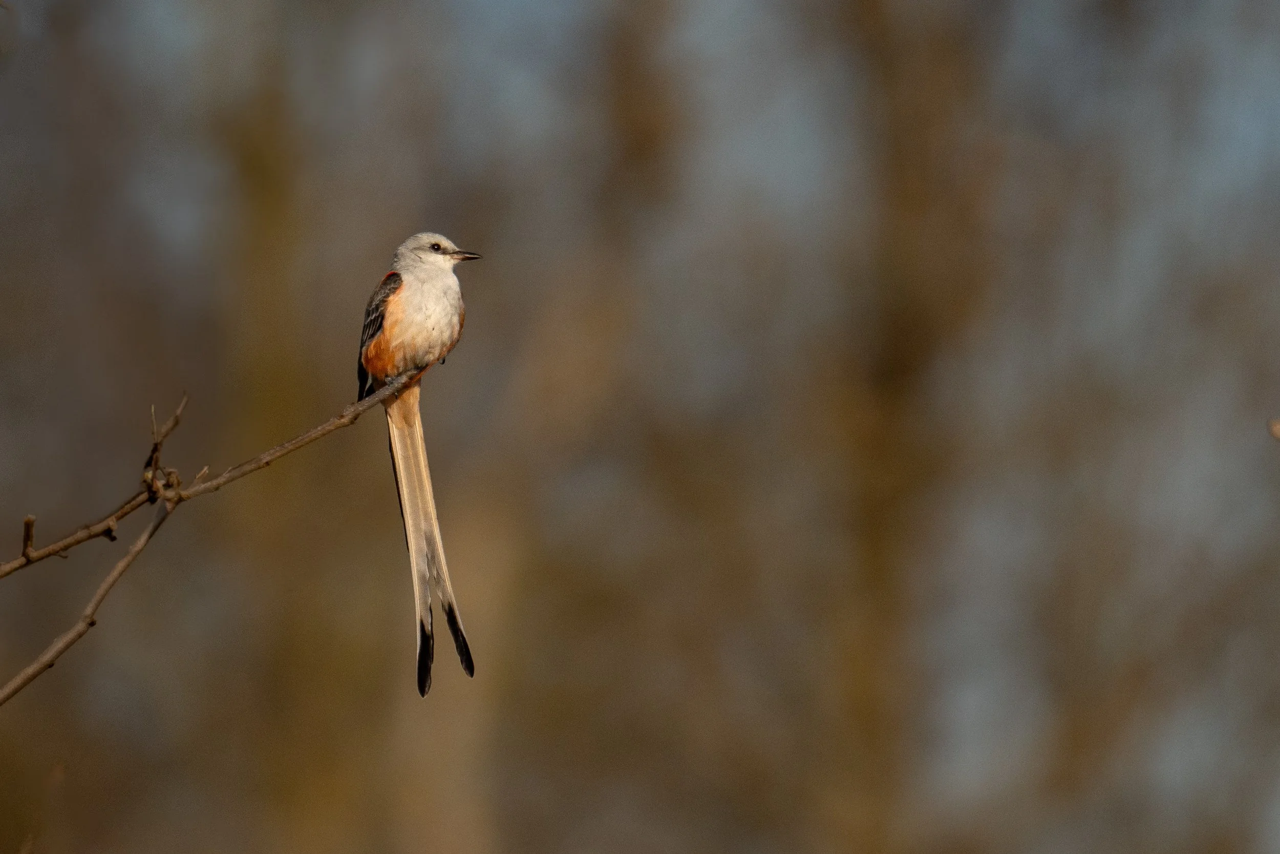 Scissor-tailed Flycatcher
