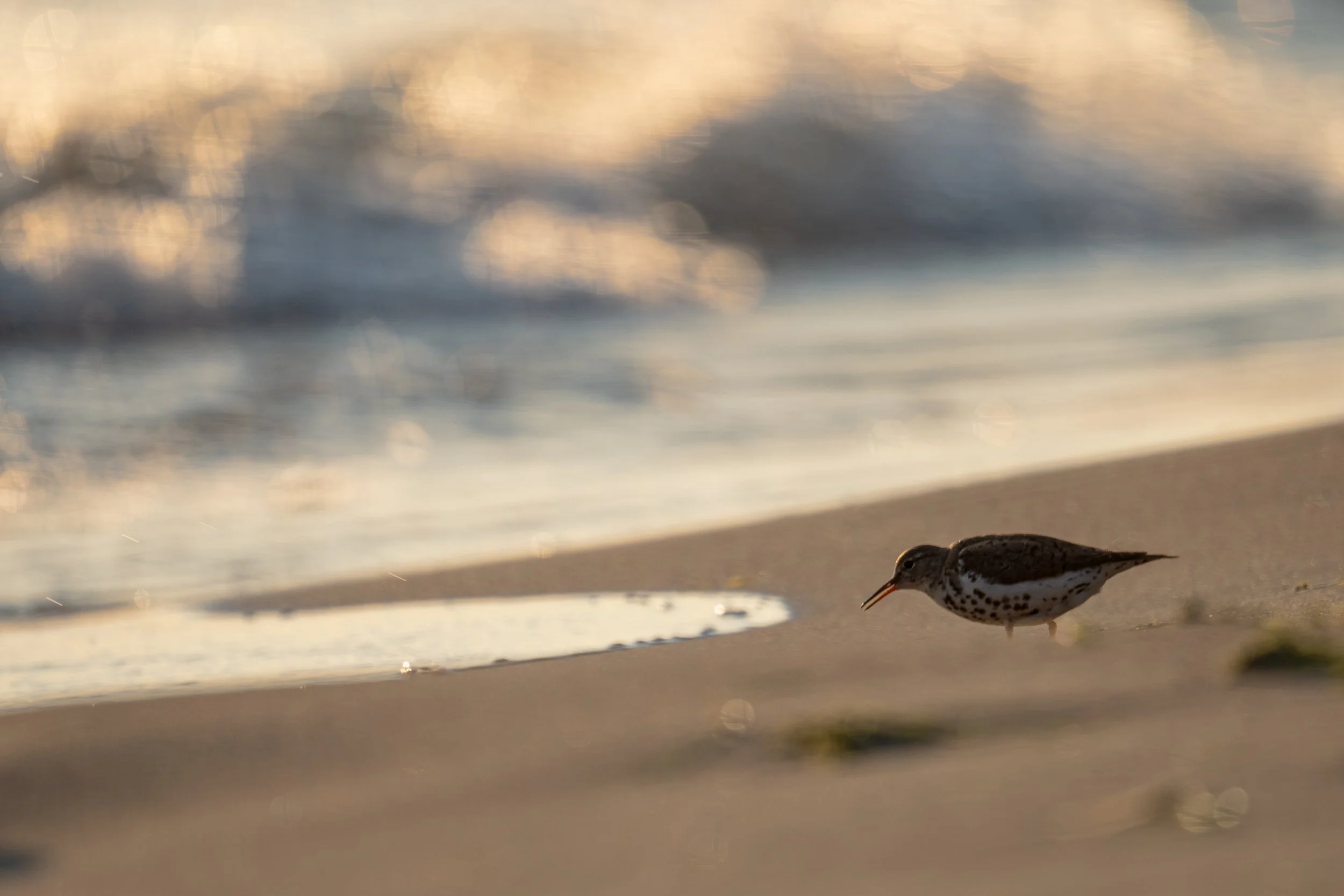 Spotted Sandpiper