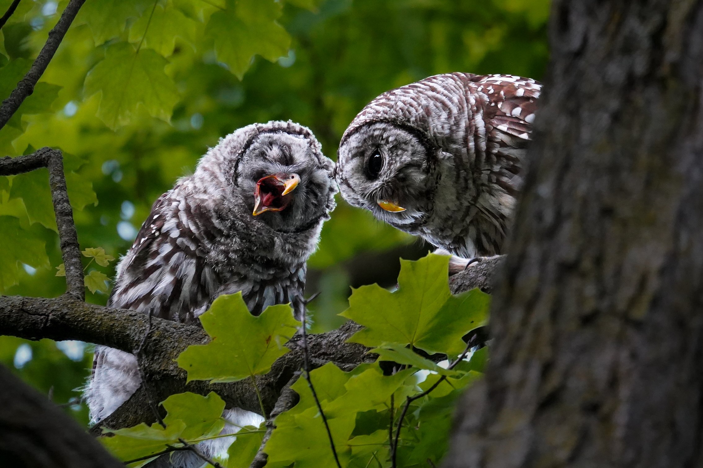Barred Owls