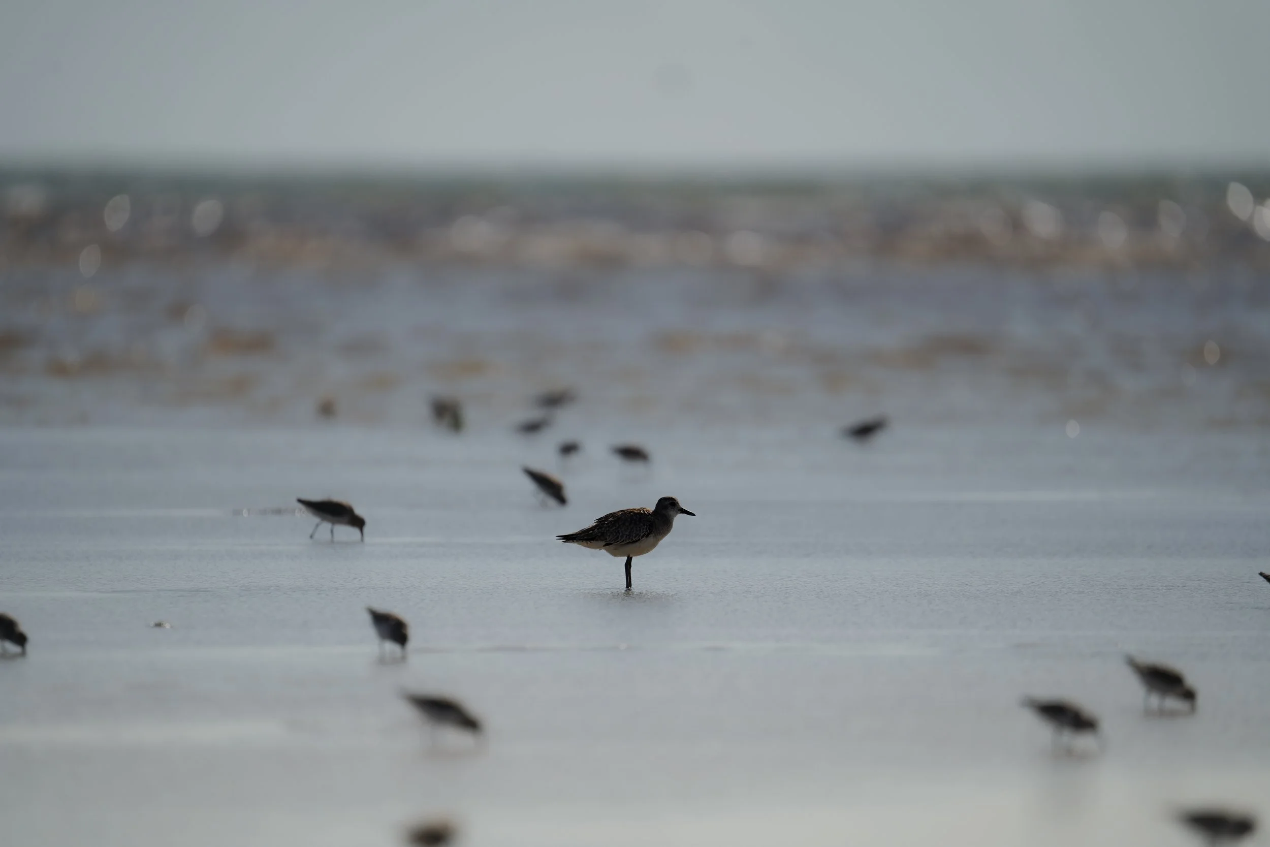 Black-bellied Plover