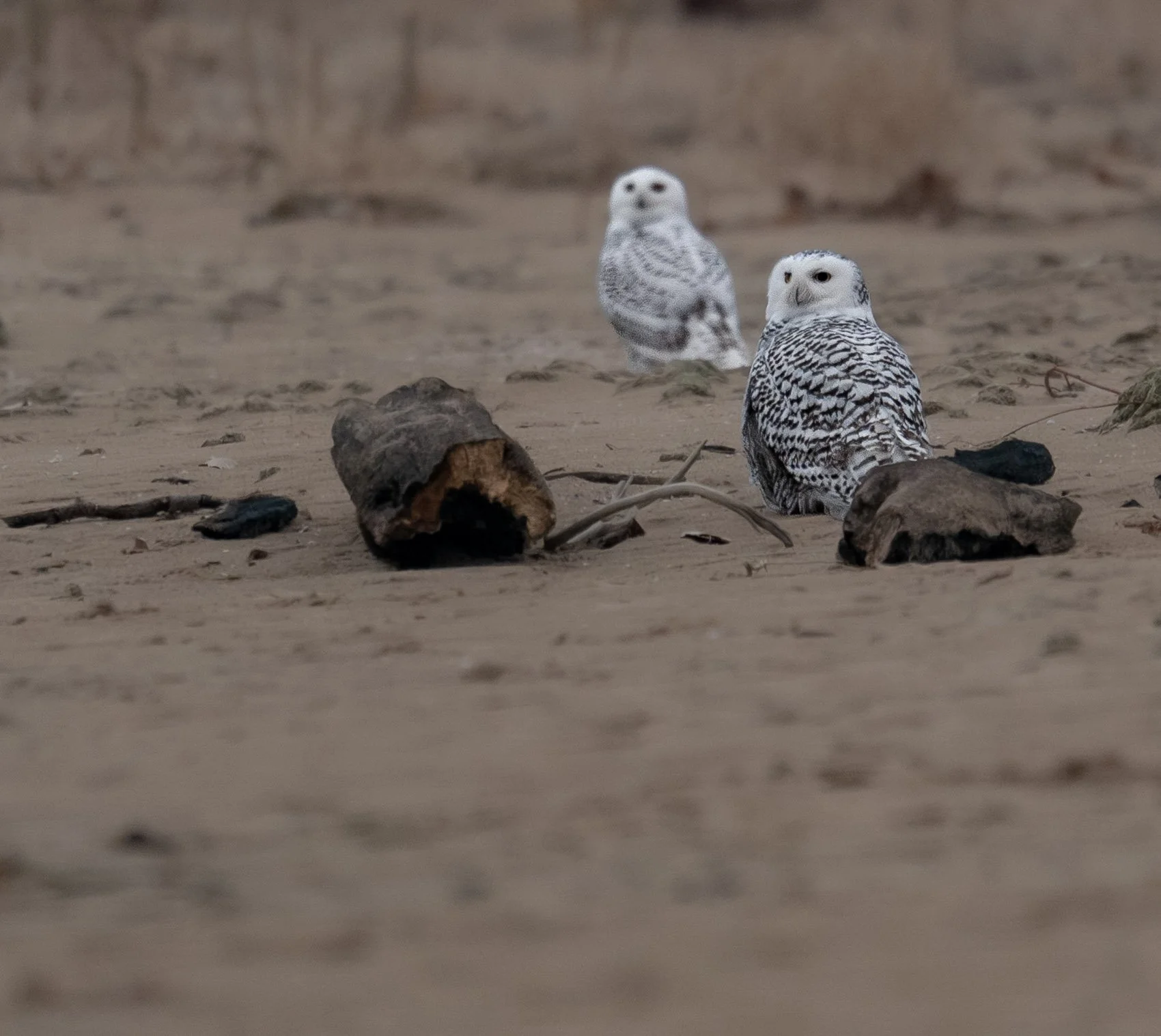 Snowy Owls