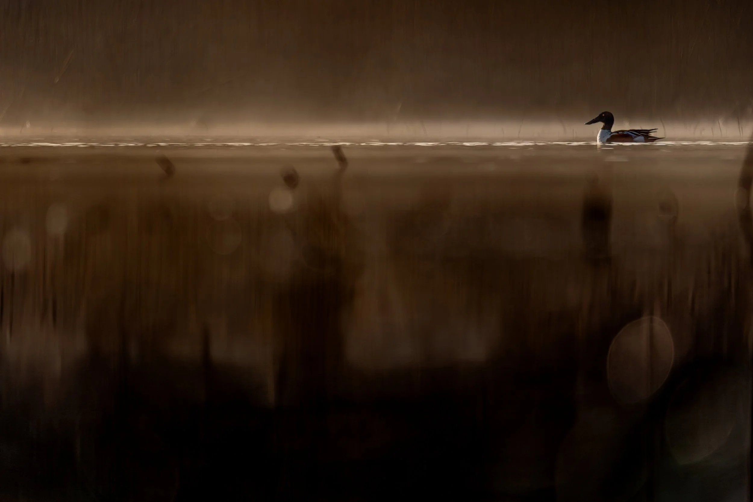 Northern Shoveler