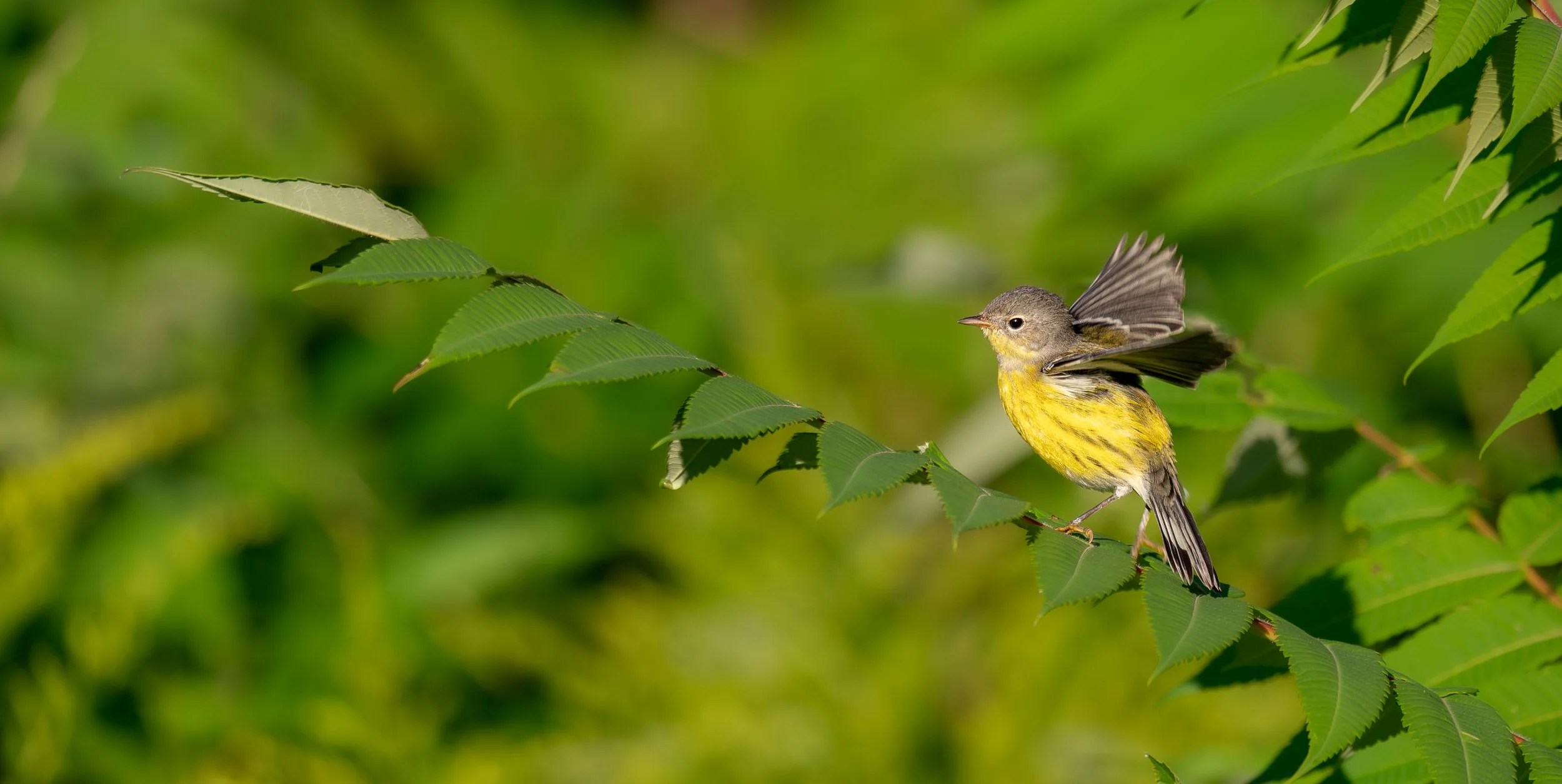 Magnolia Warbler