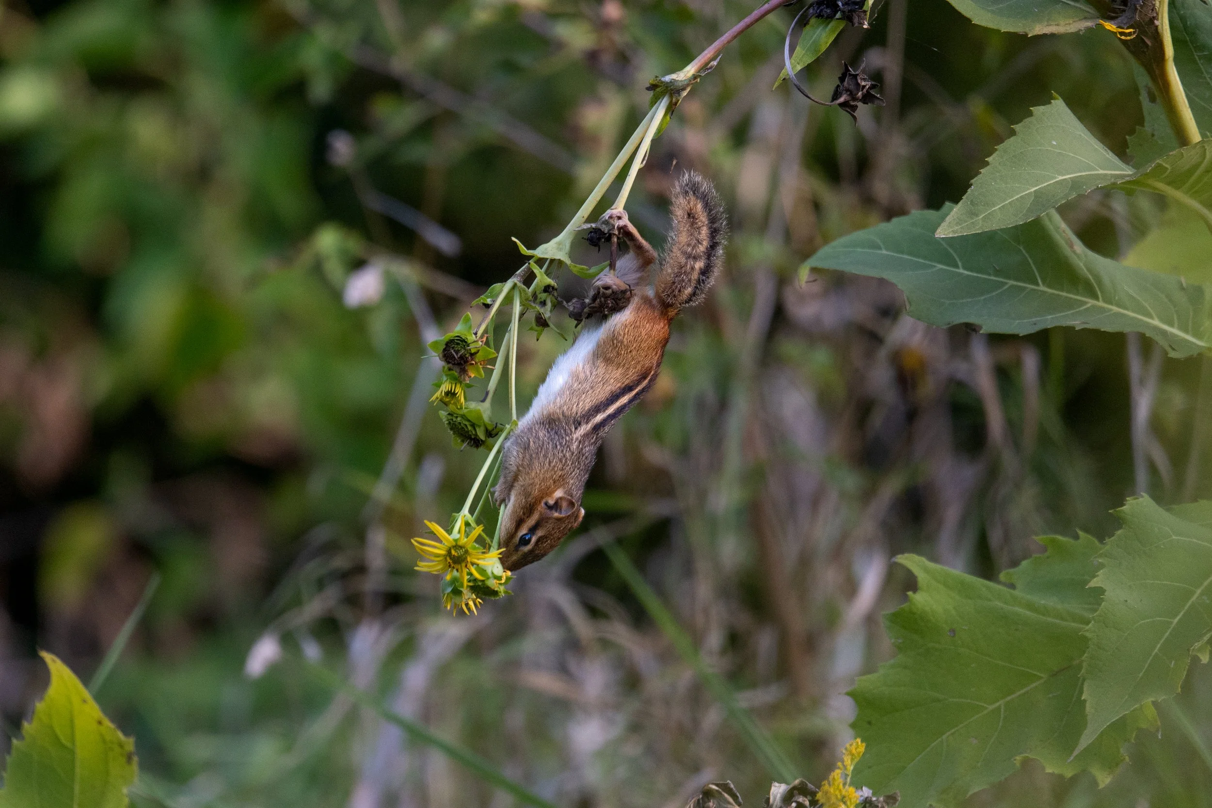 Eastern Chipmunk