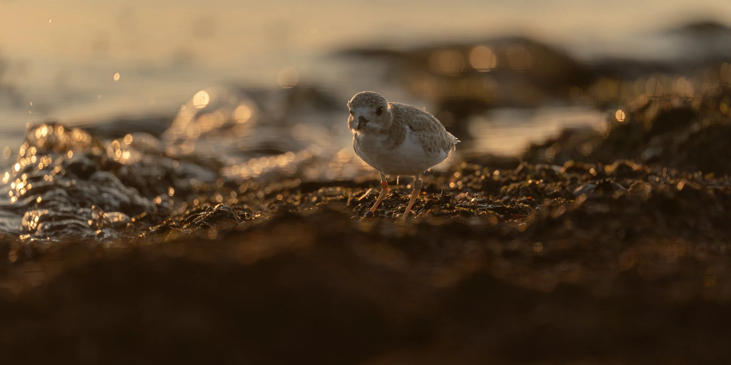 Piping Plover