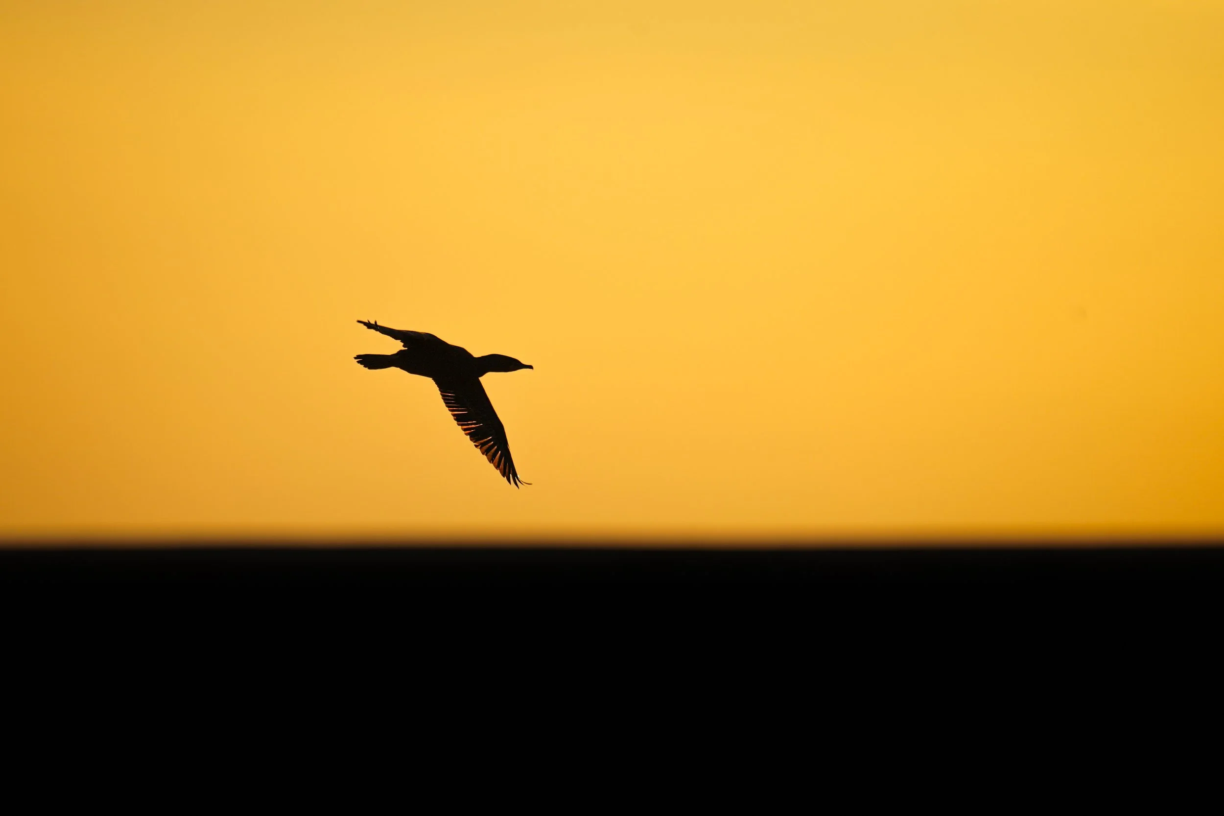Double-crested Cormorant