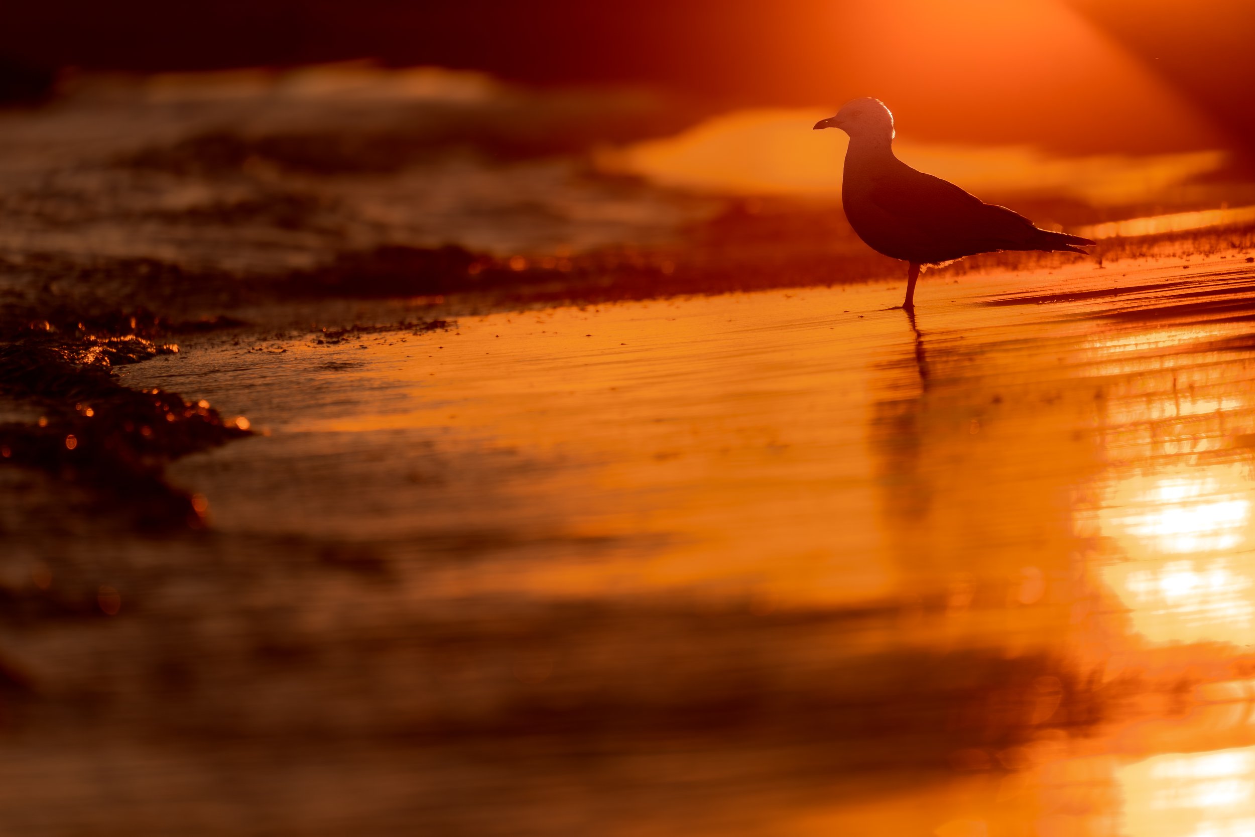 Ring-billed Gull