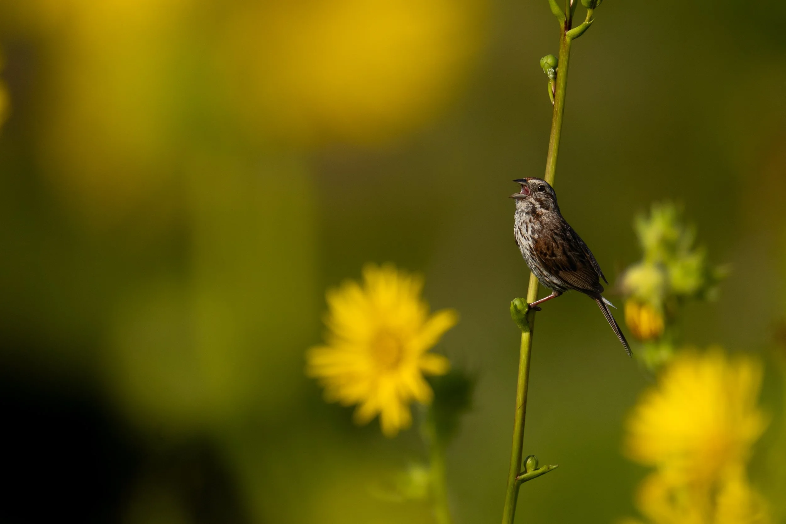 Song Sparrow