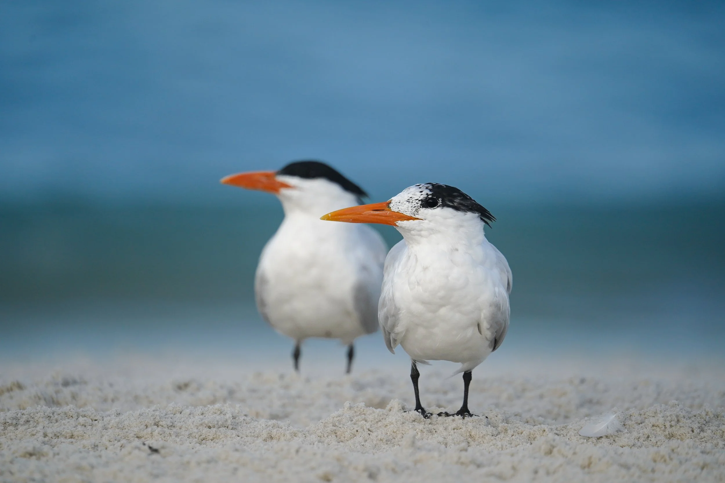 Royal Terns