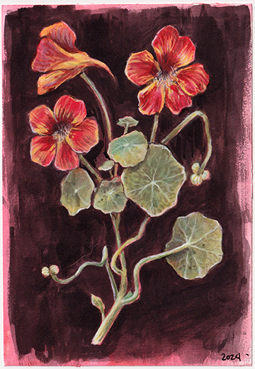 Nasturtium.png