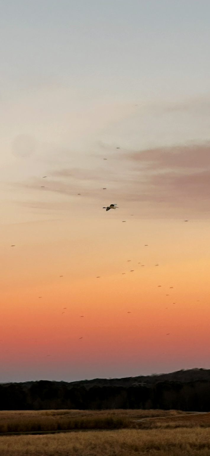A flock of birds flying across a colorful sunset sky over a rural landscape with trees and open fields.