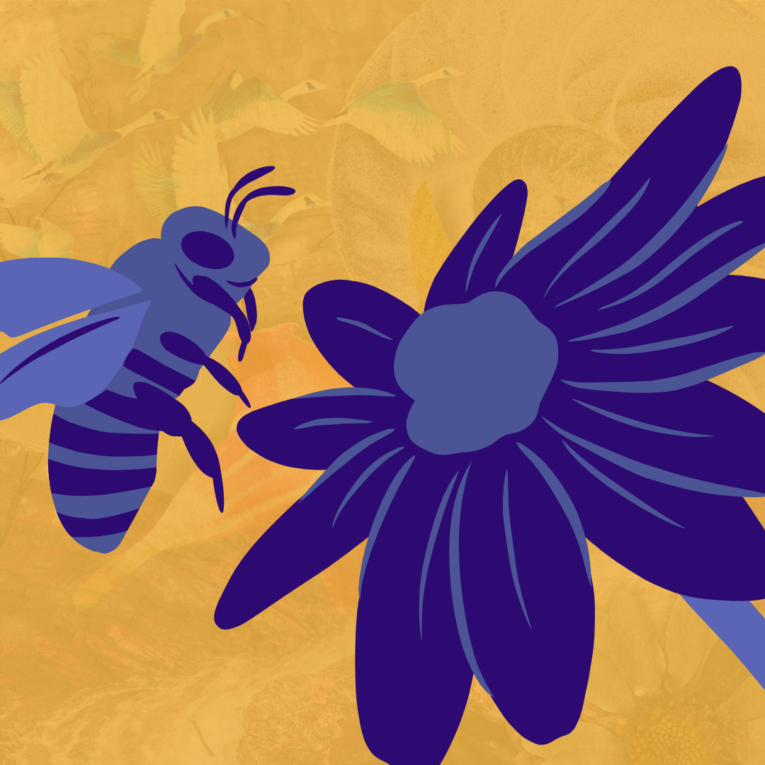 Illustration of a bee and a flower with a background of flying birds.