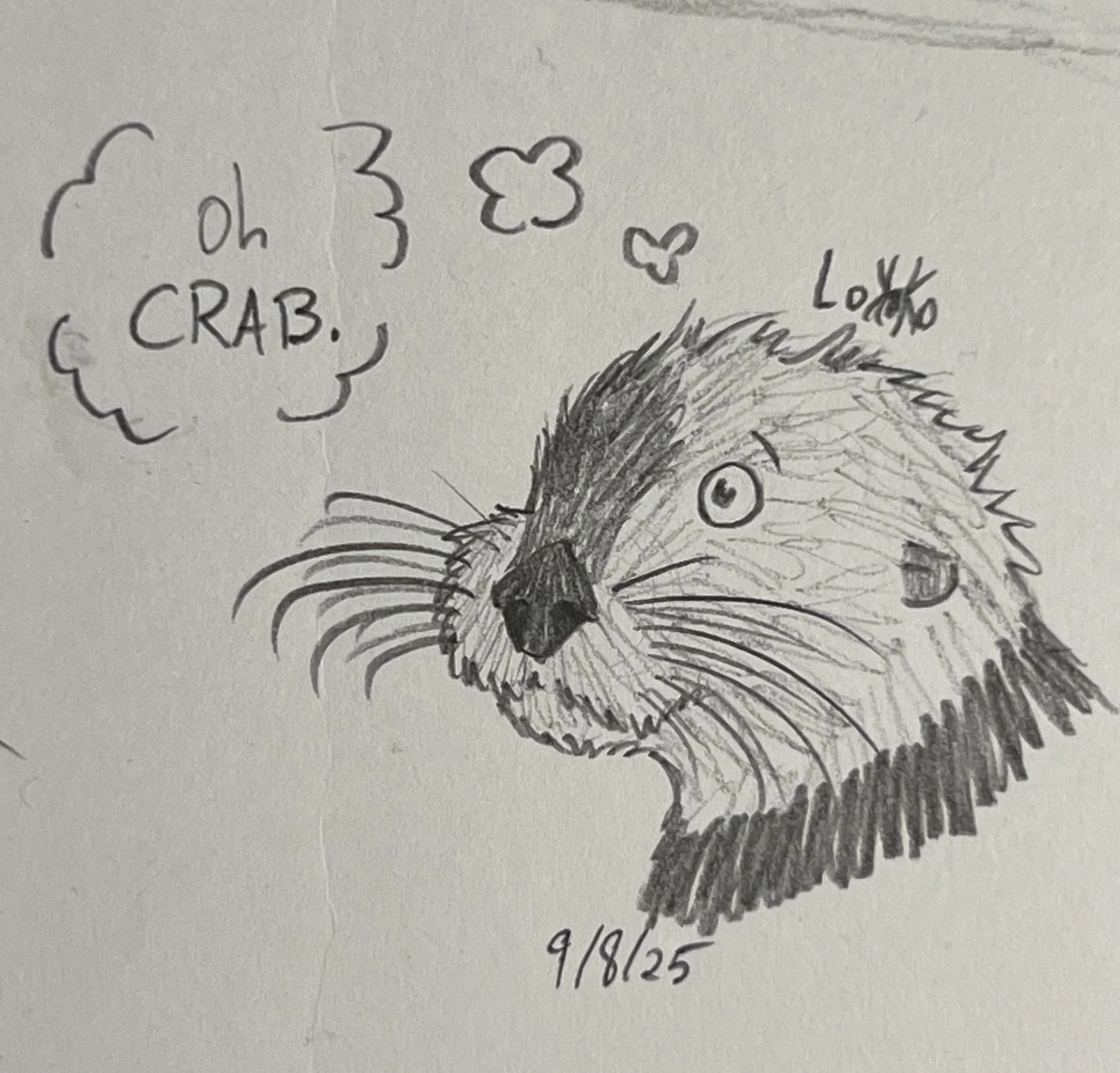 Startled sea otter