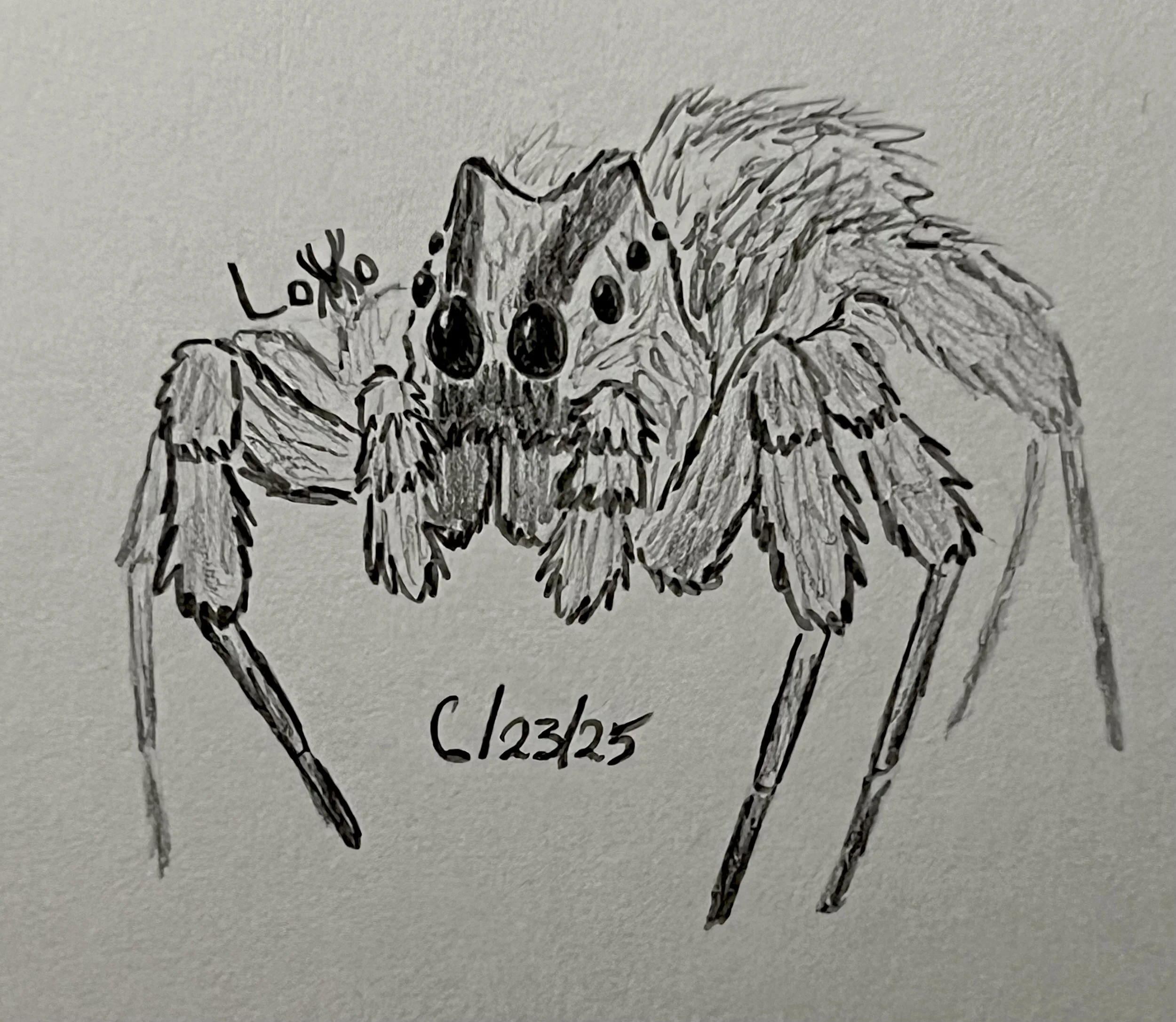 Portia fimbriata jumping spider