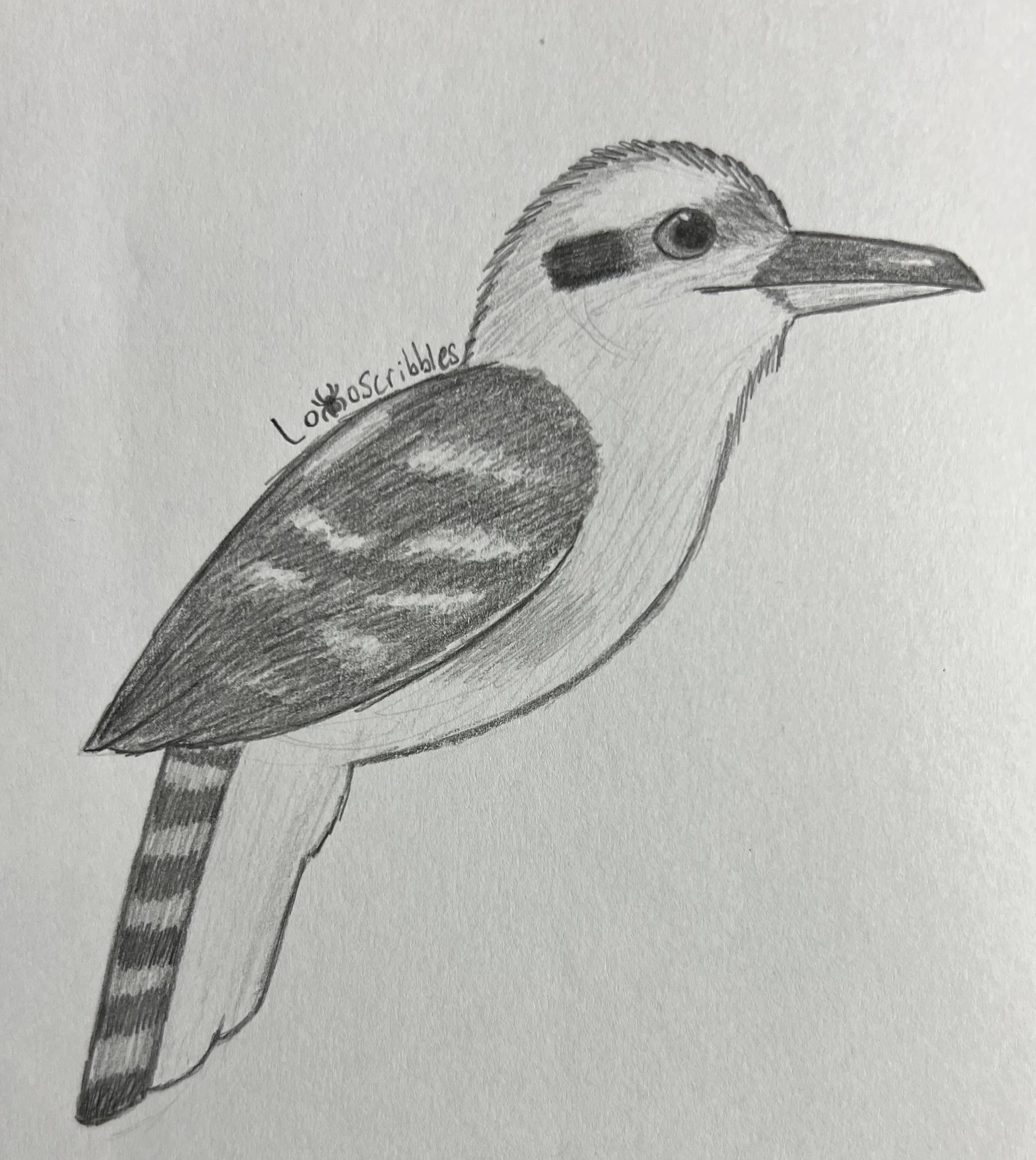 Laughing kookaburra