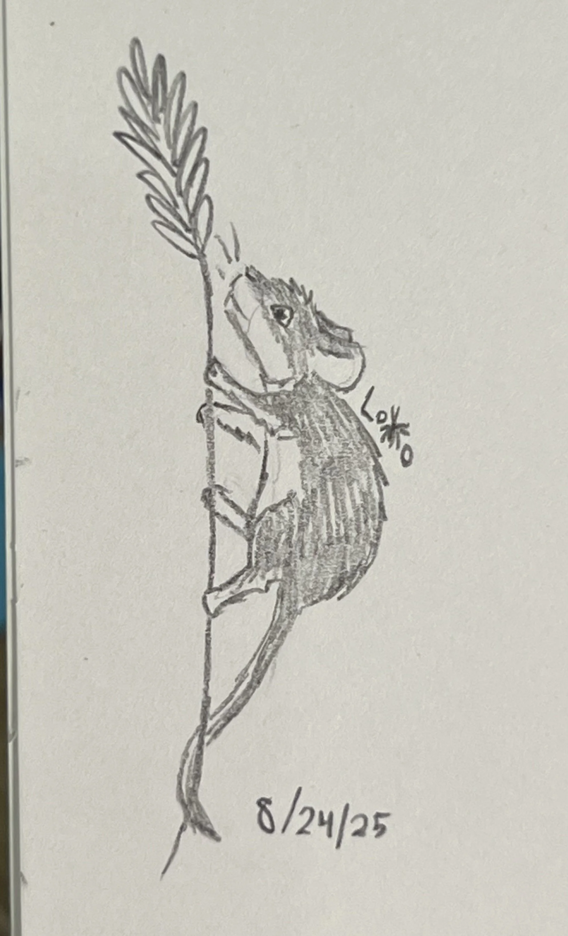 Deer mouse climbing a wheat stalk
