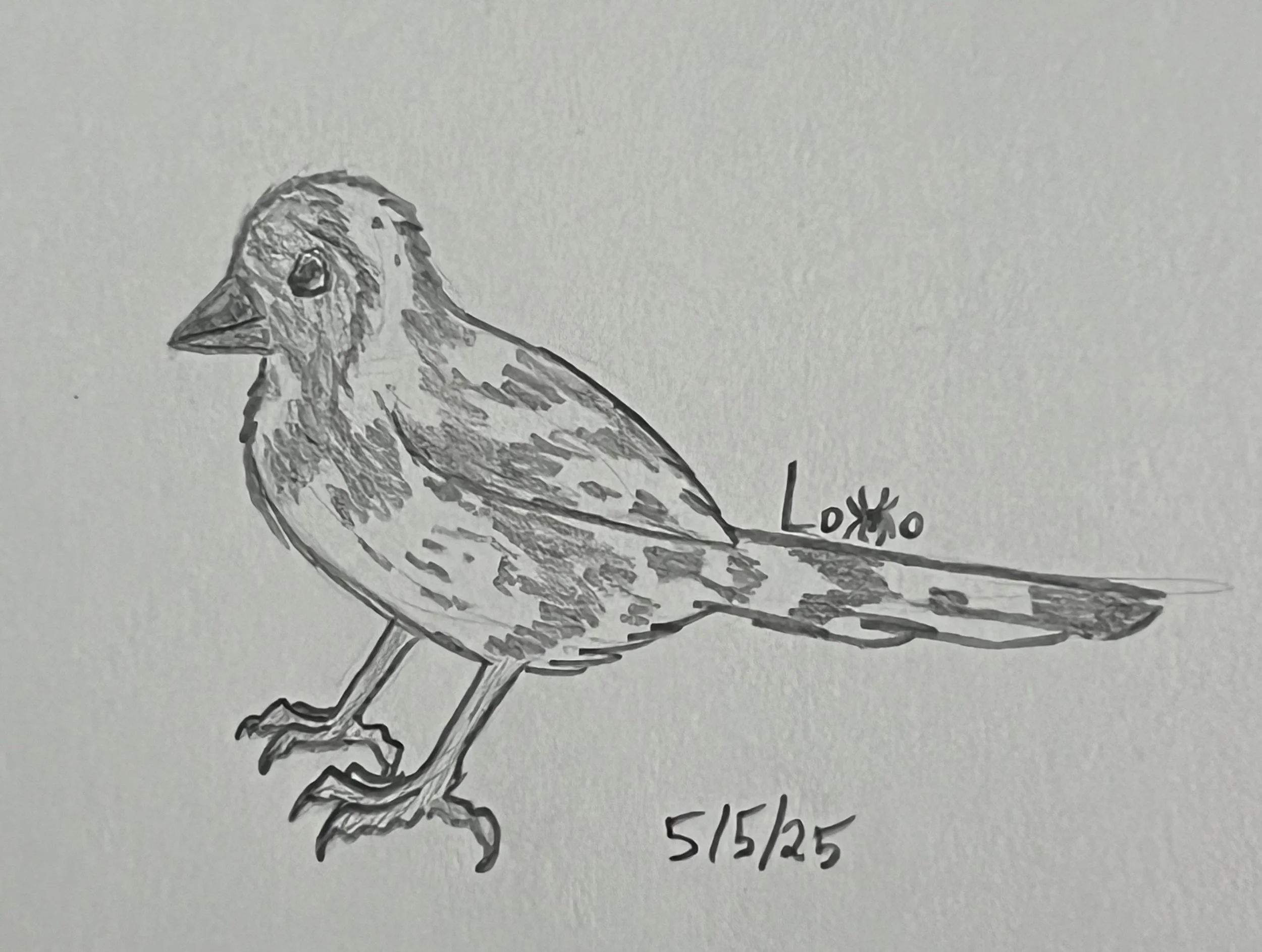 Leucistic spotted towhee