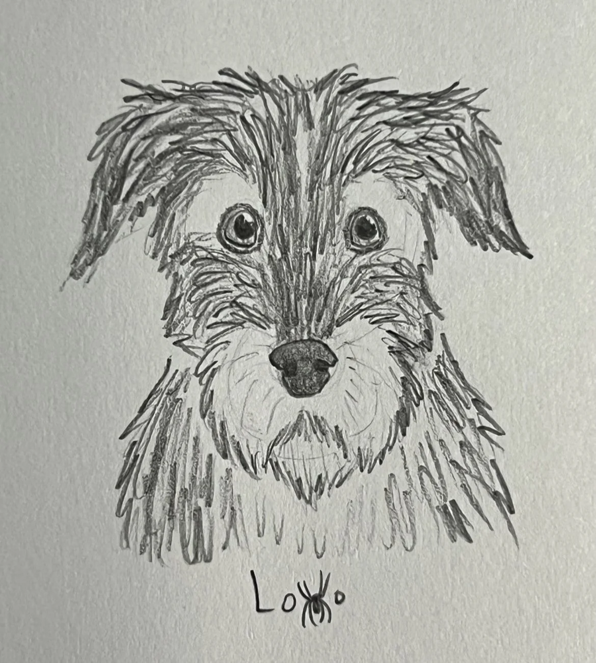 Irish wolfhound mix