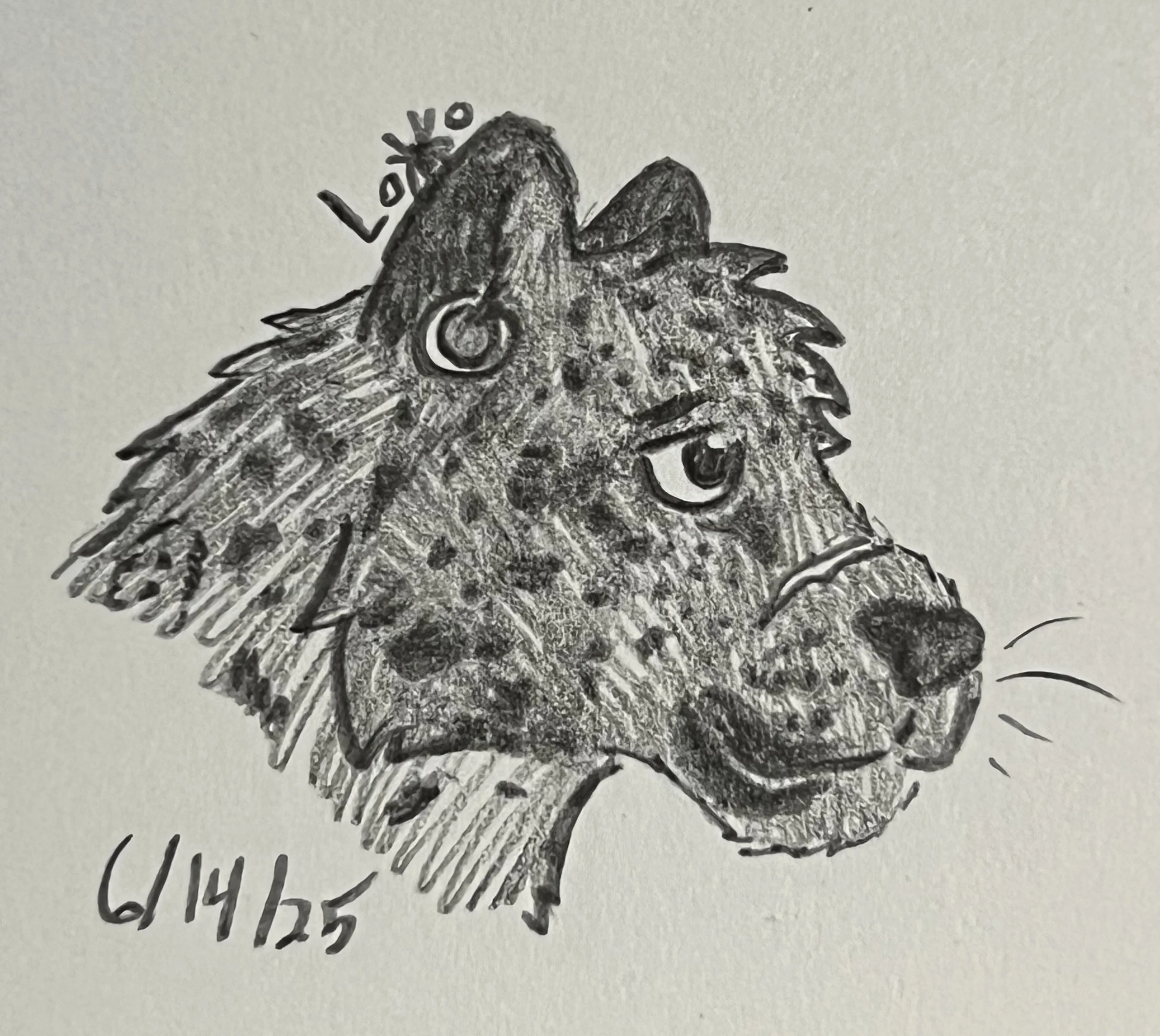 Melanistic jaguar character from my fiction story Mountain Academy