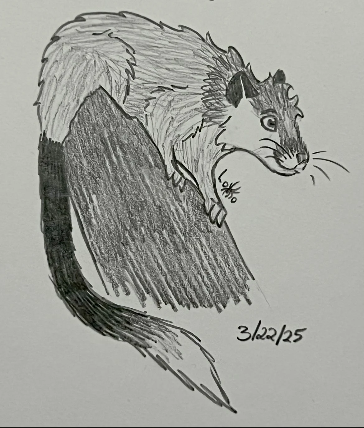 Red-crested tree rat