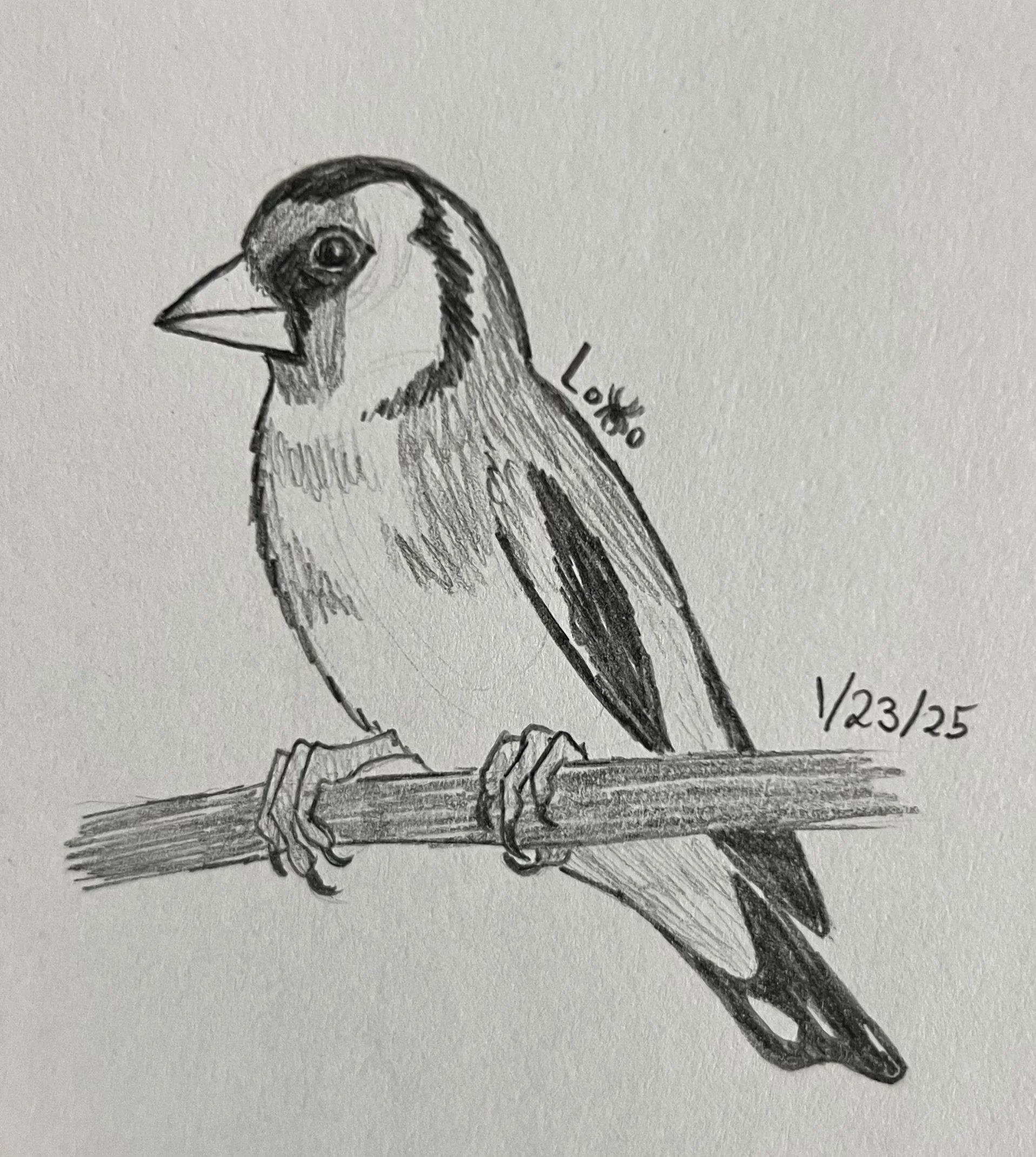 European goldfinch