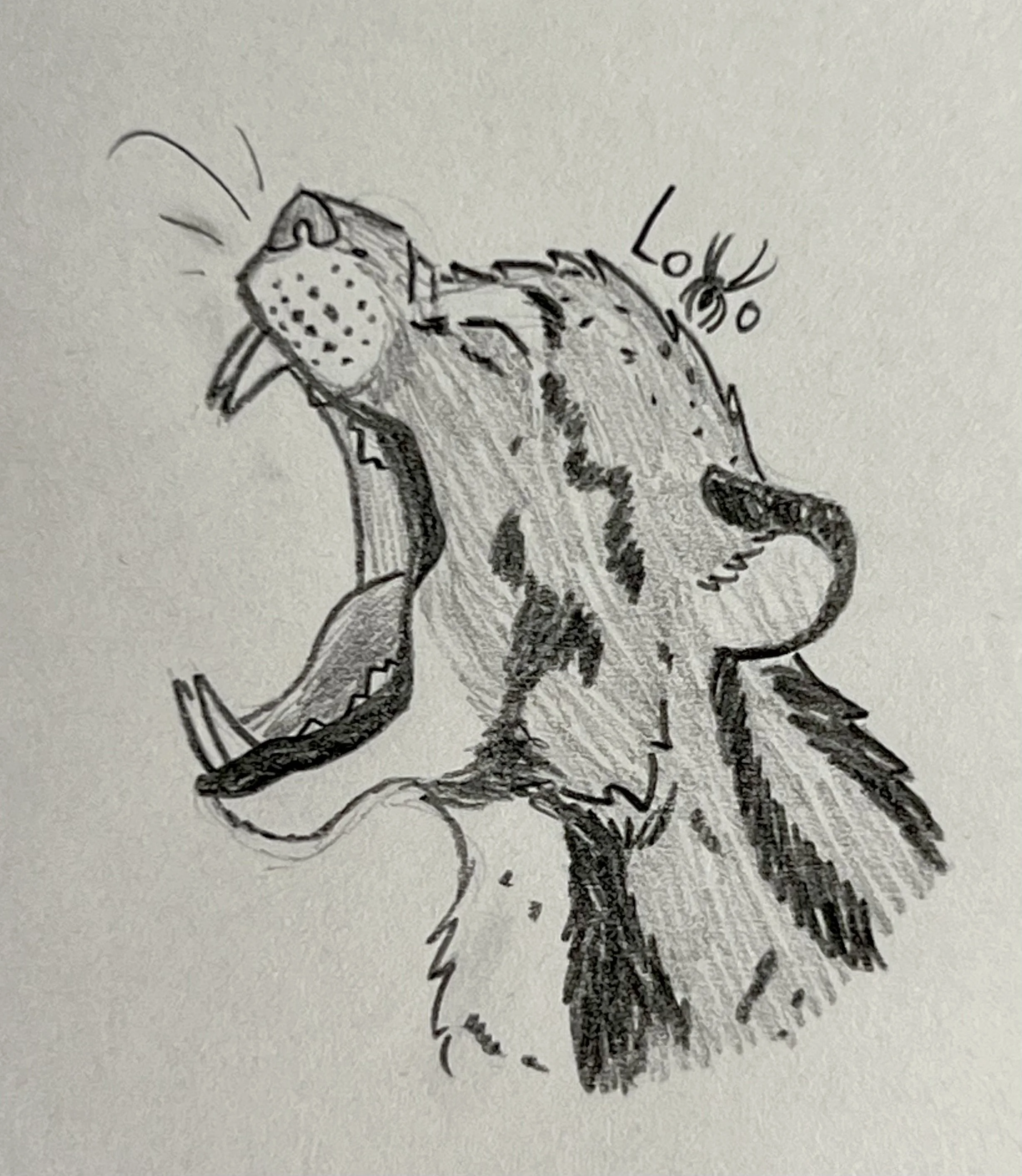 Yawning clouded leopard